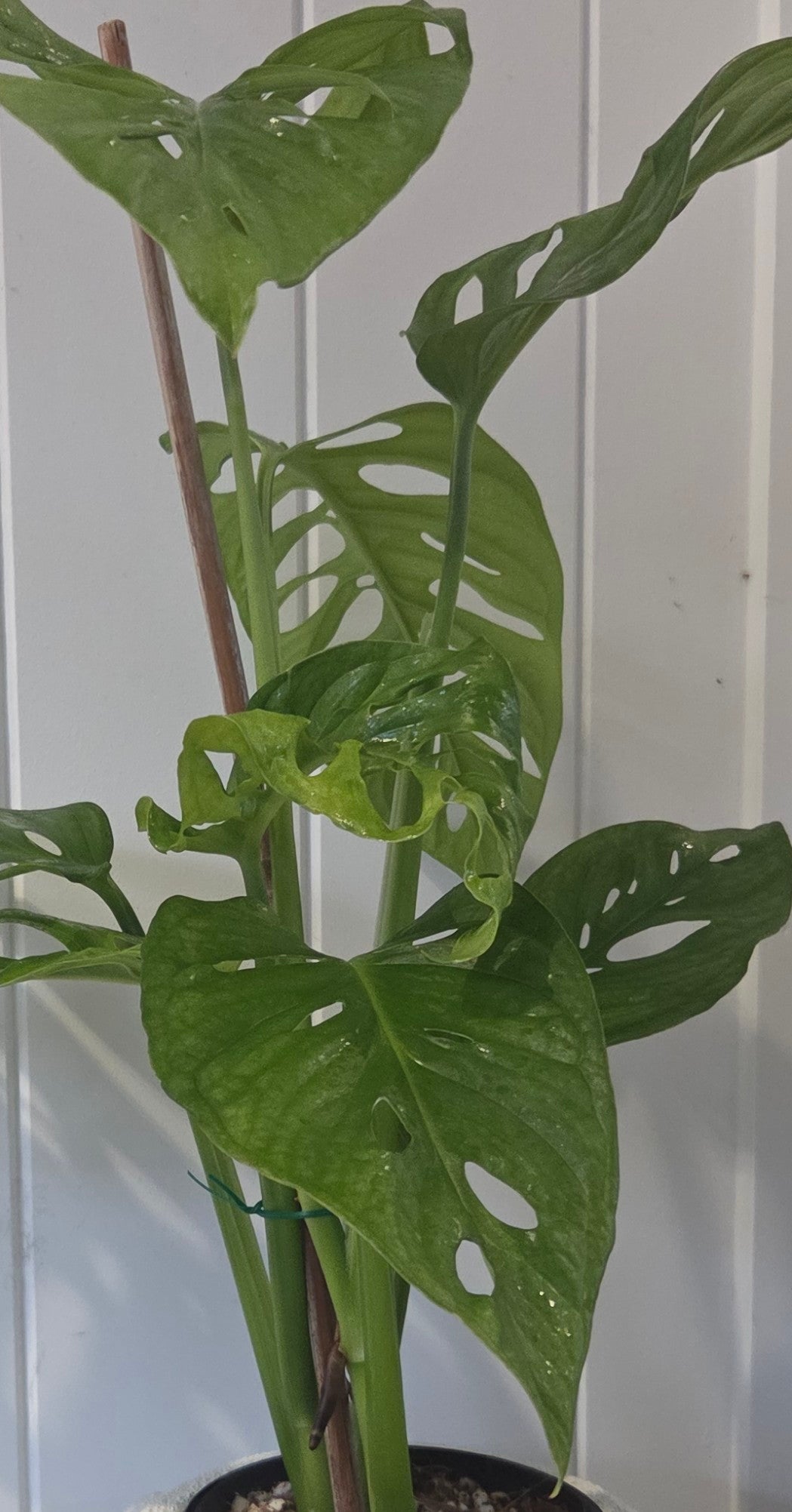 Monstera Adansonii 'Monkey Mask' in white ceramic pot 125mm