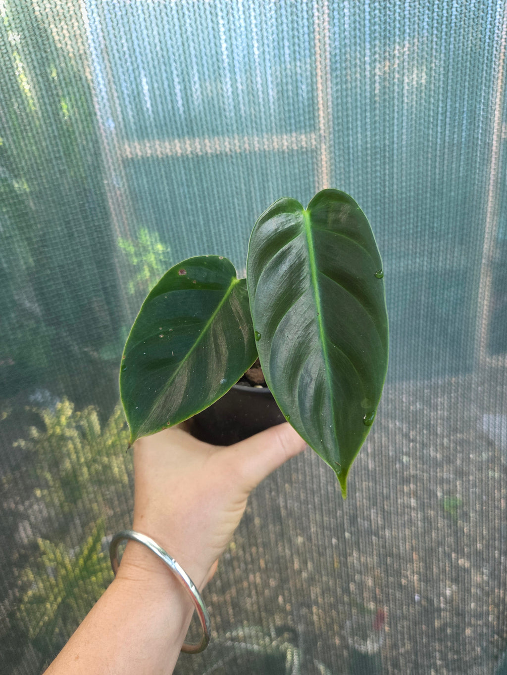 Philodendron Esmeraldense rare indoor plant ripple leaves