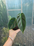 Philodendron Esmeraldense rare indoor plant ripple leaves