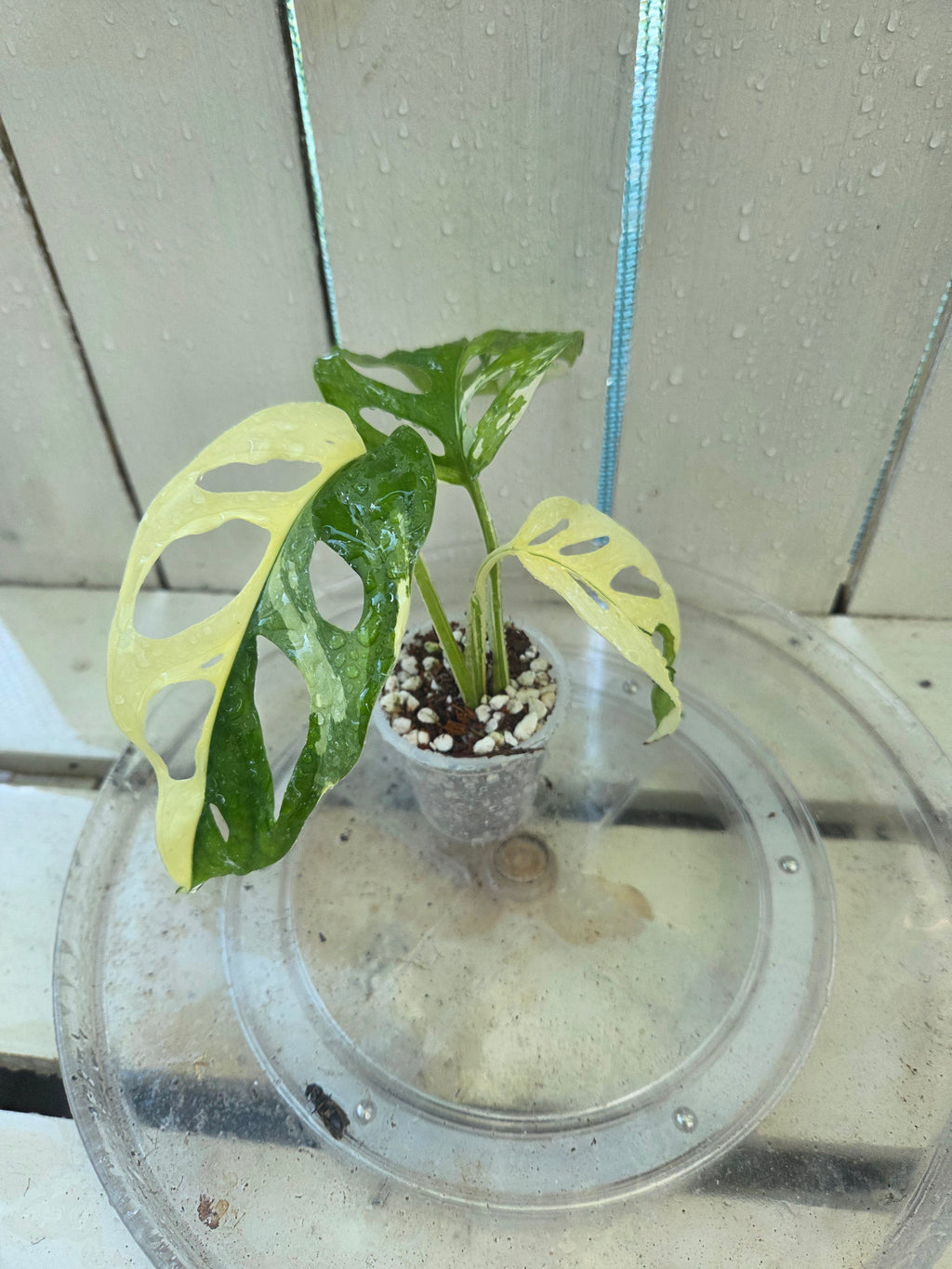 Variegated Monstera Adansonii Baby Botanics