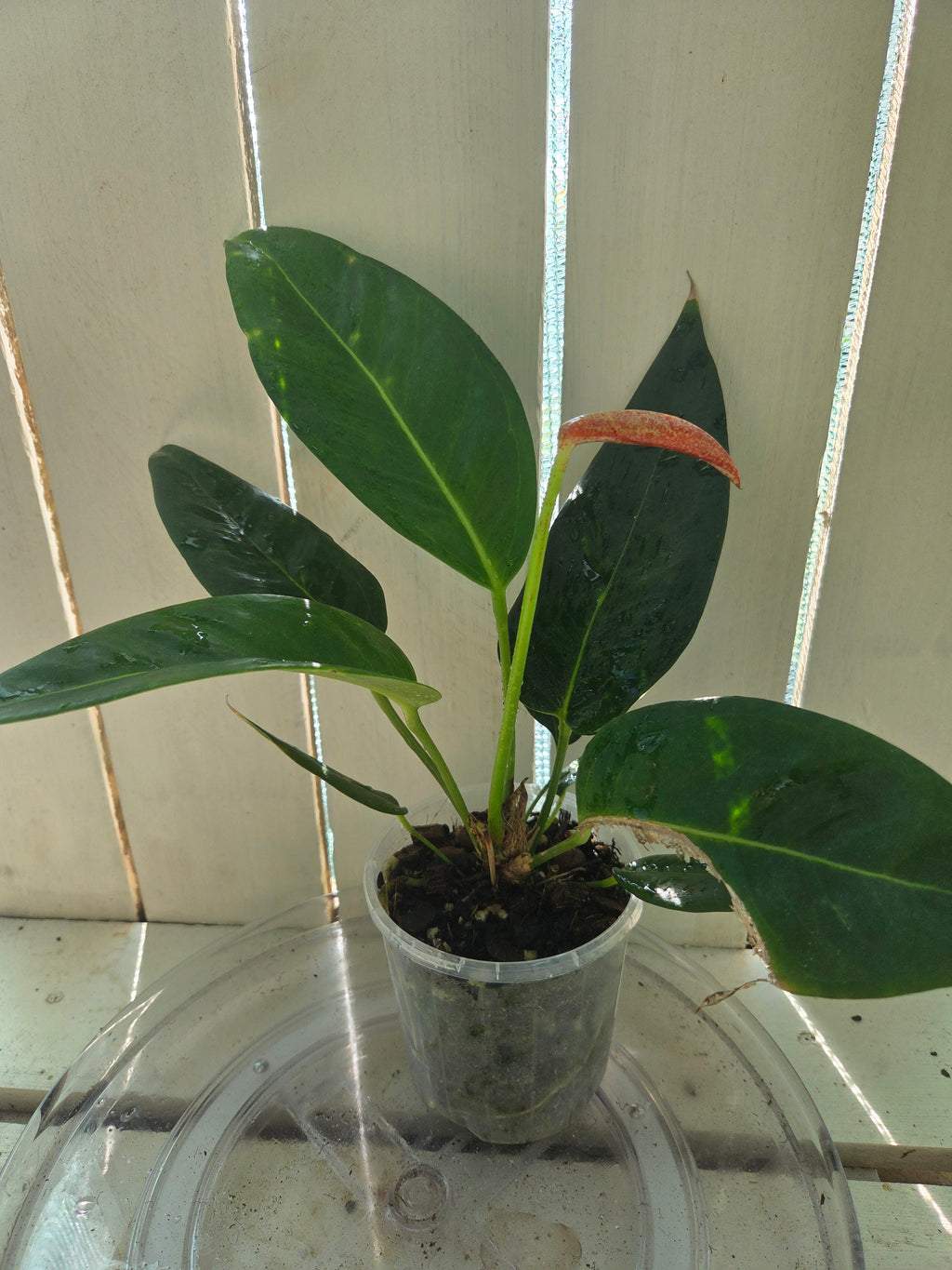 Anthurium Scherzerianum 'Rothschildianum'