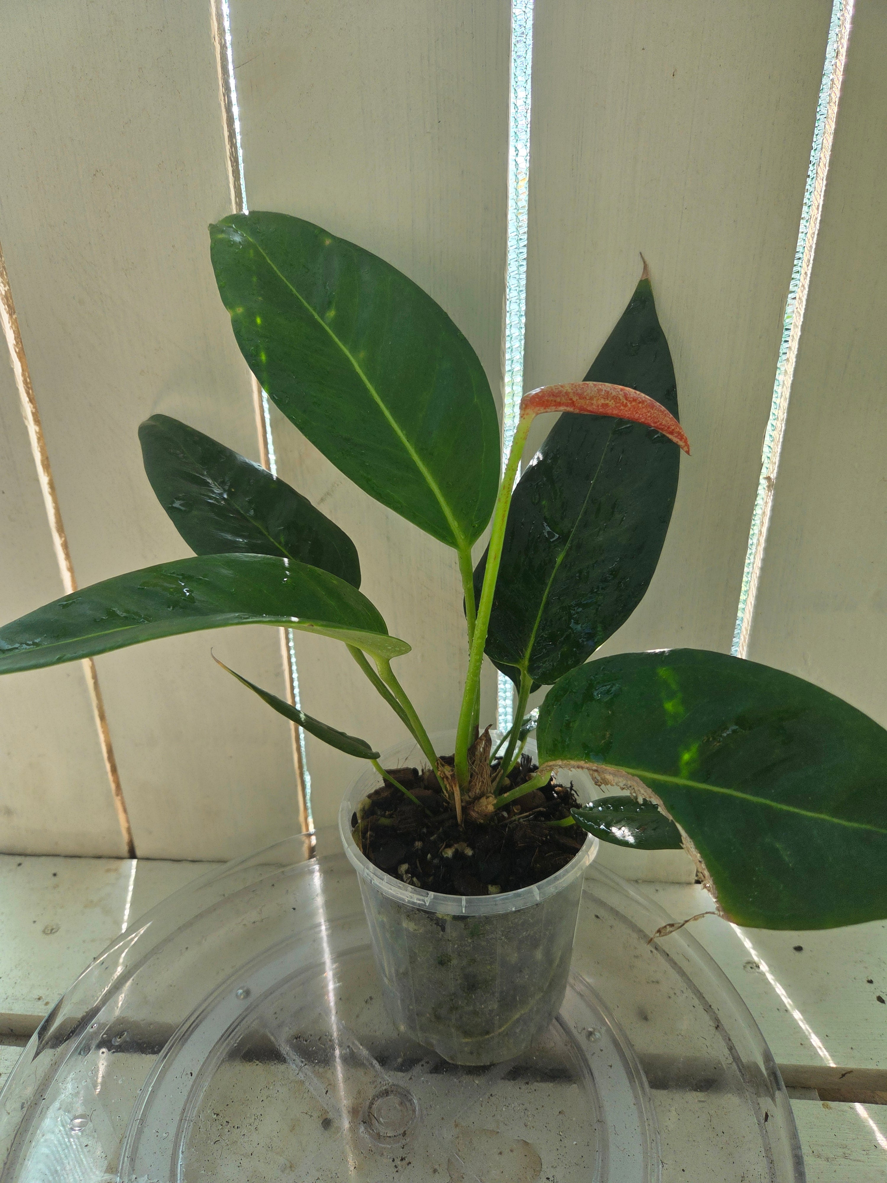 Anthurium Scherzerianum 'Rothschildianum'