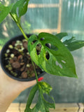 Monstera Adansonii Aurea