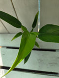 Philodendron martianum 'fat boy'