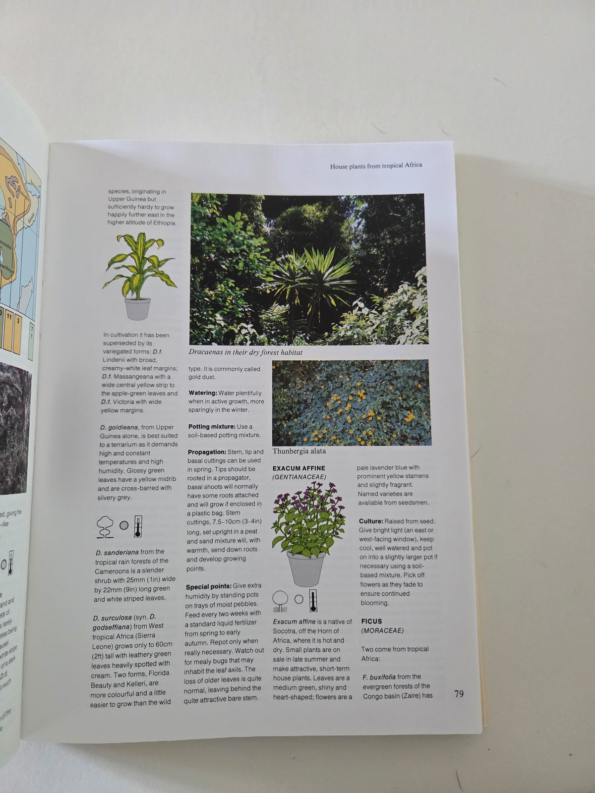 Vintage House Plant Book - The Macmillan World Guide to House Plants