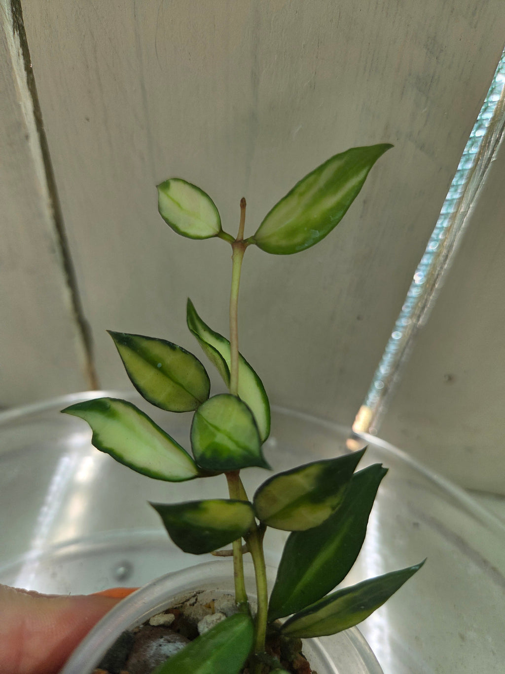 Hoya Lacunosa inner variegata Baby Botanics