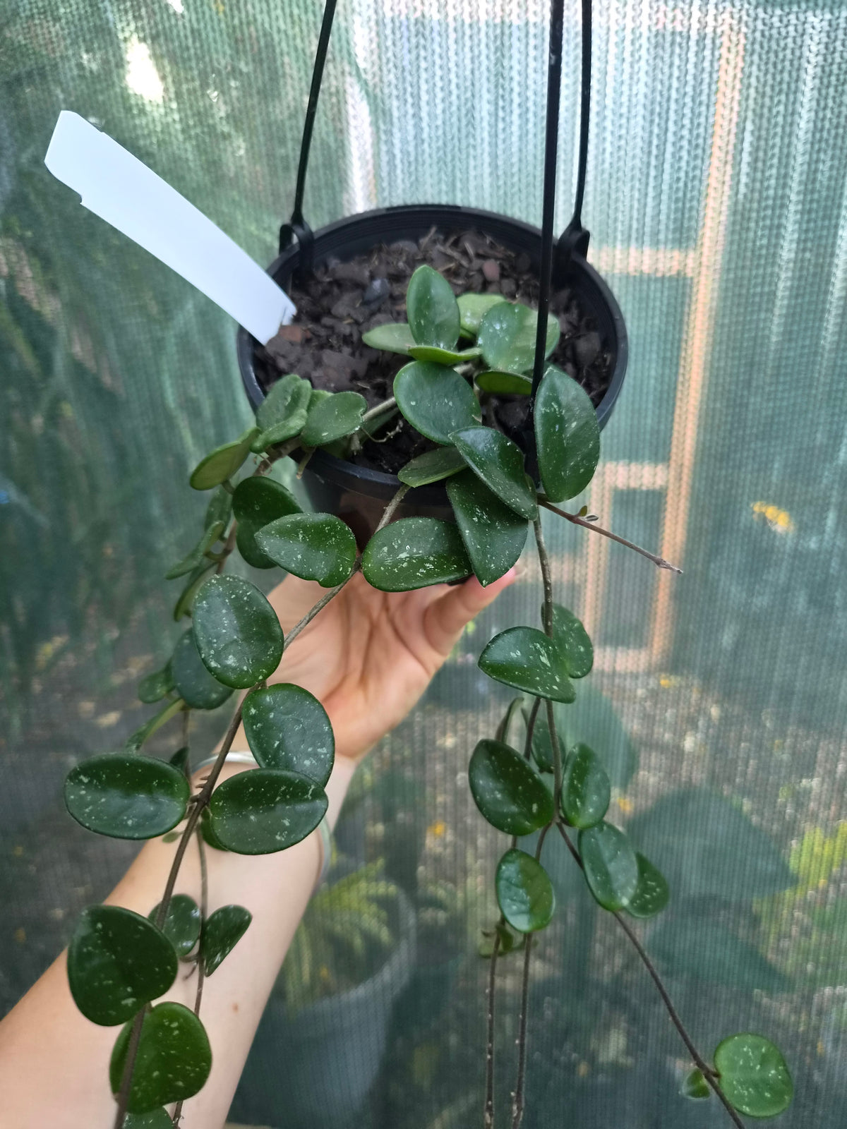 Hoya Mathilde 'Splash'
