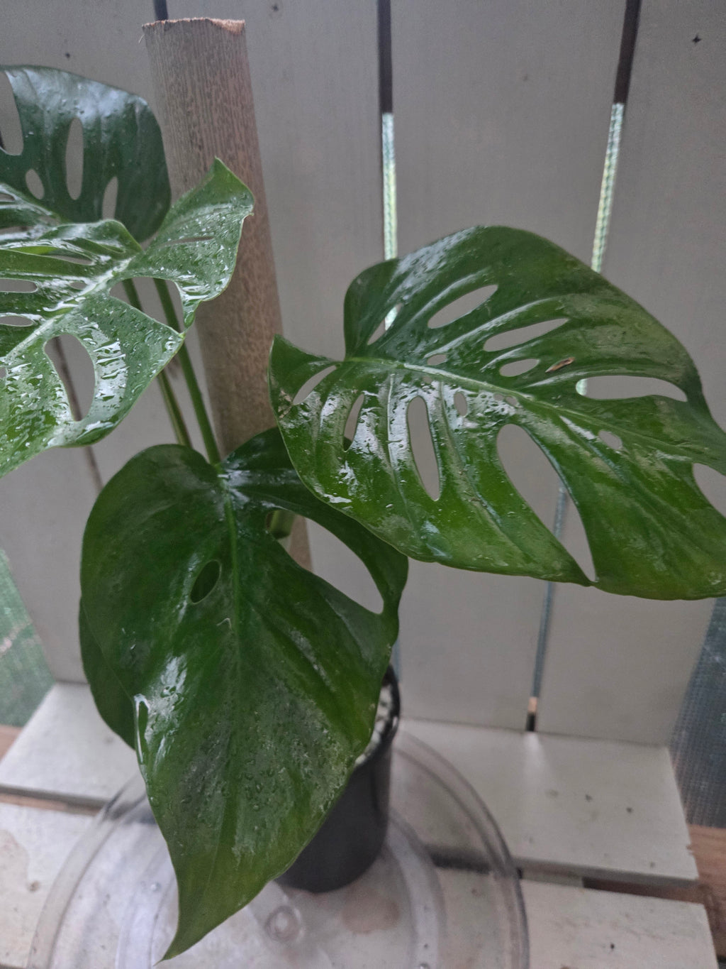 Monstera Uno if Uno you know
