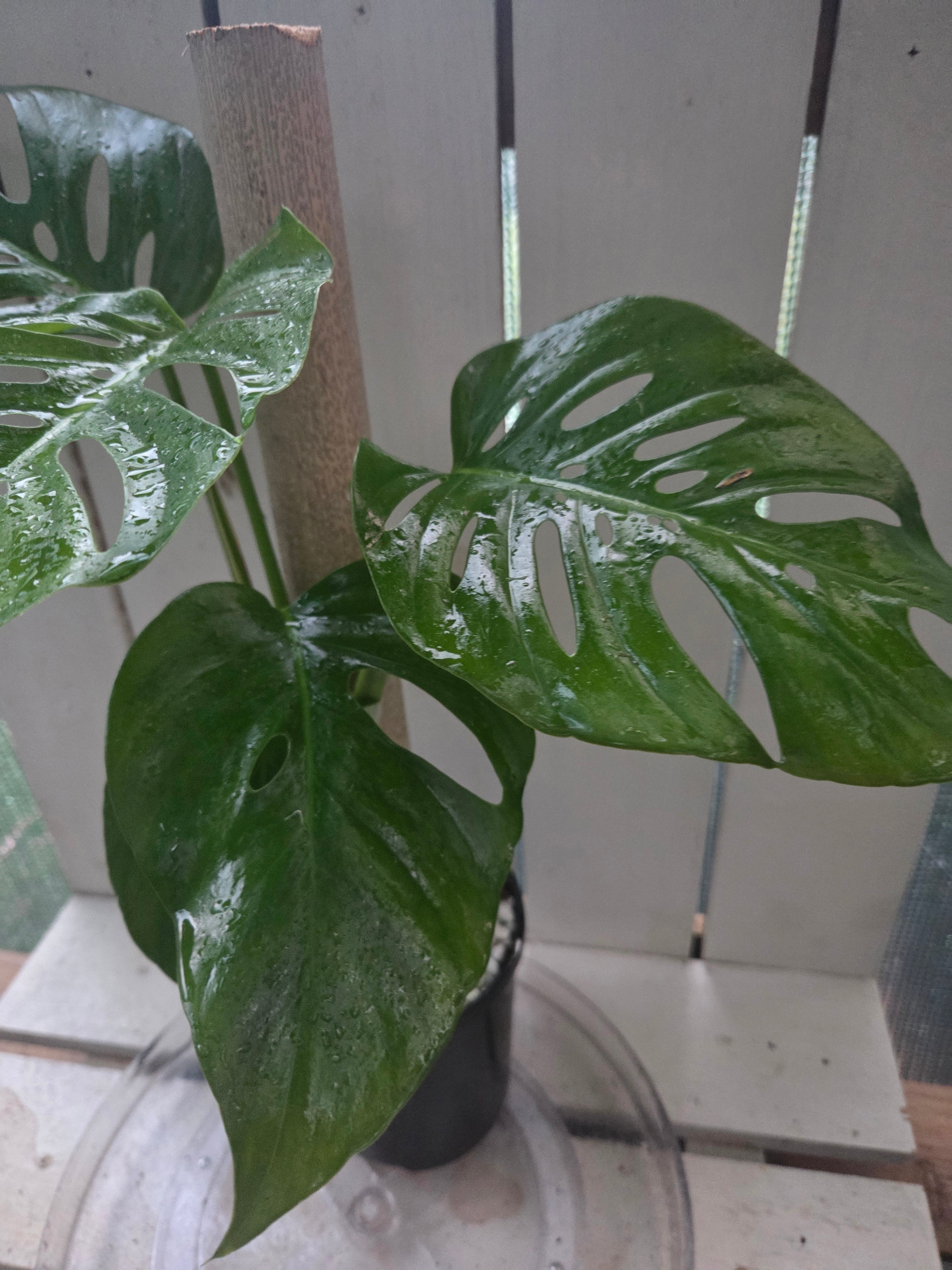 Monstera Uno if Uno you know