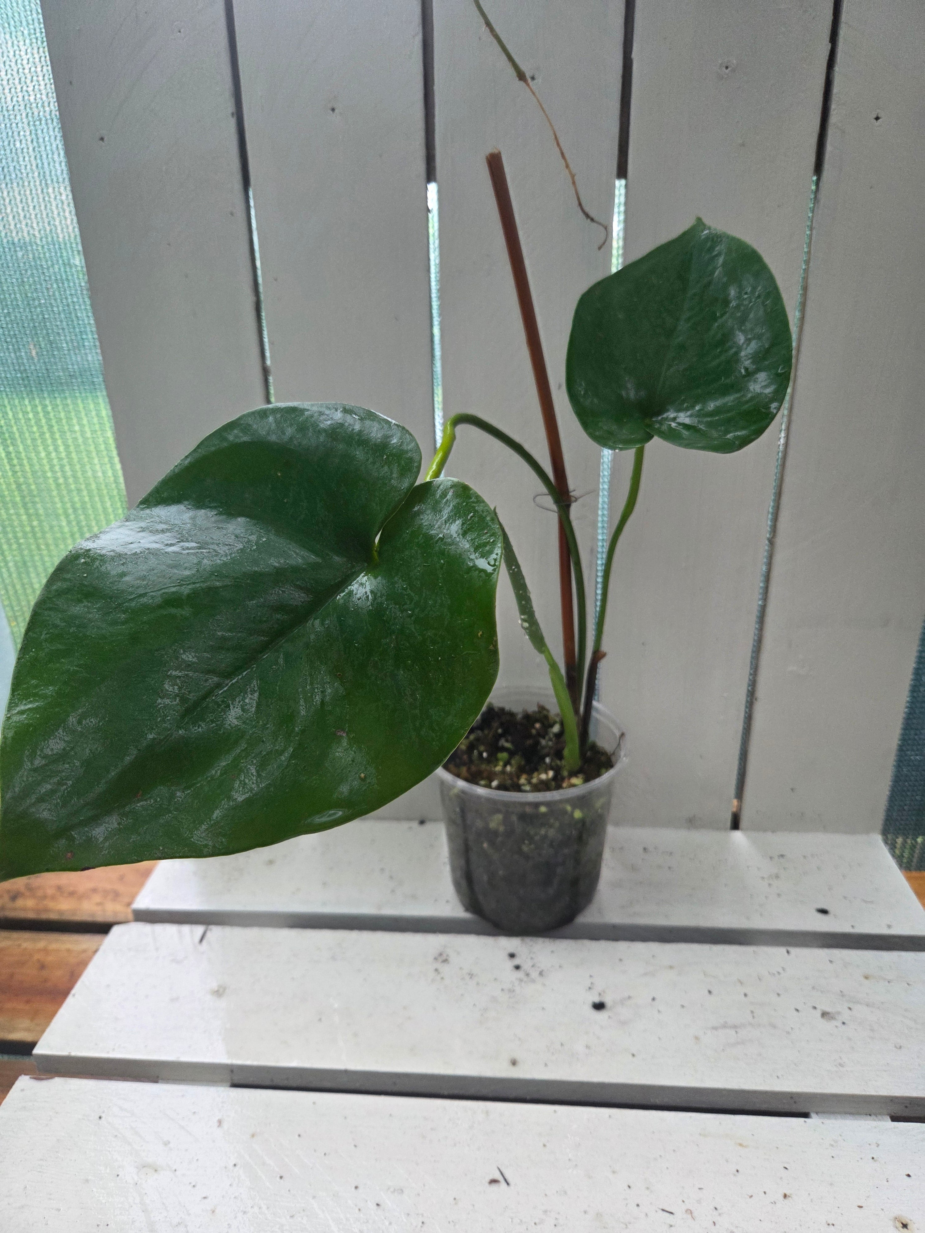 Amydrium Humile- Heart shaped creeping aroid