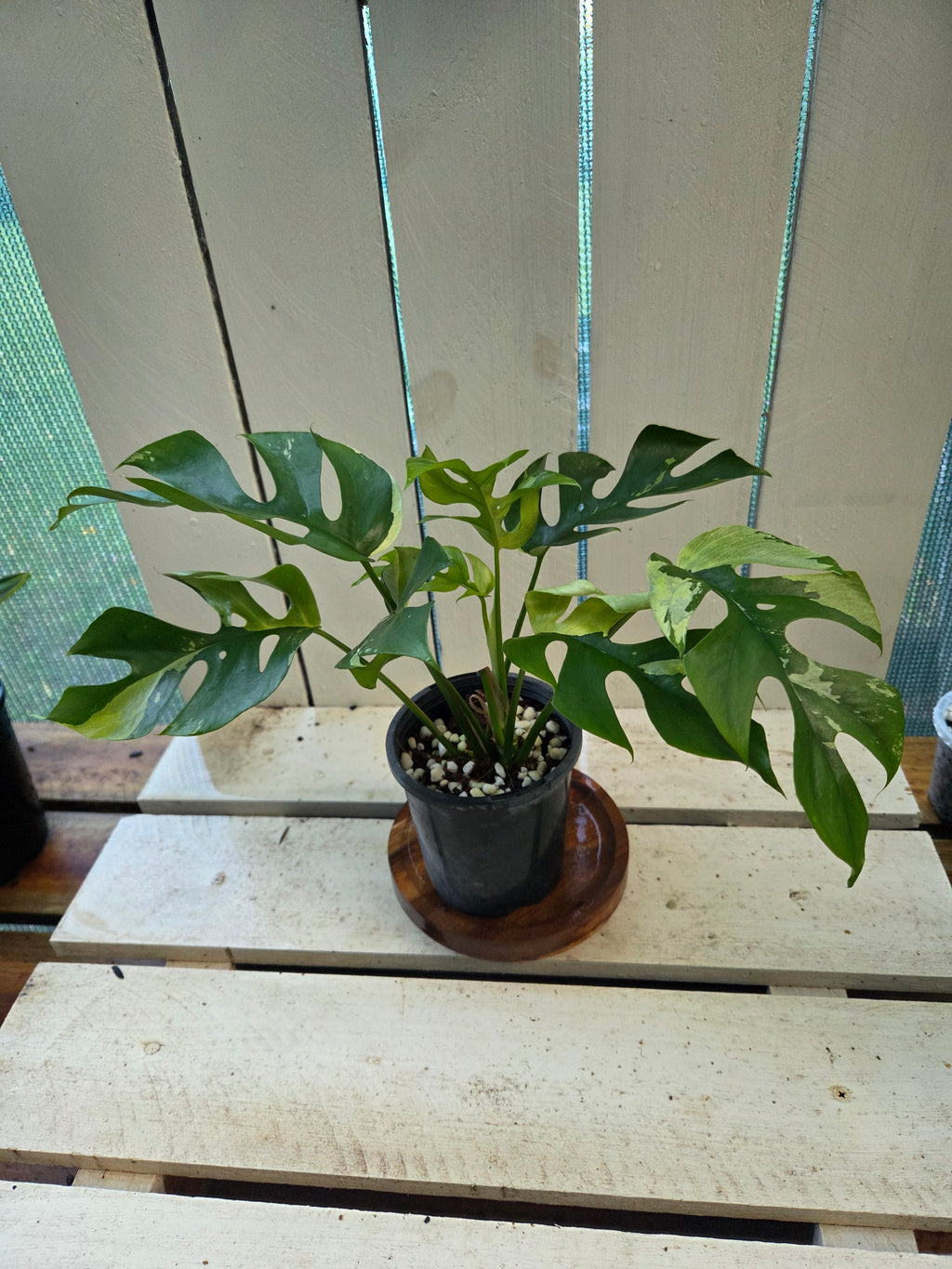 Rhaphidophora Tetrasperma Variegata aka Variegated mini Monstera rare indoor plant
