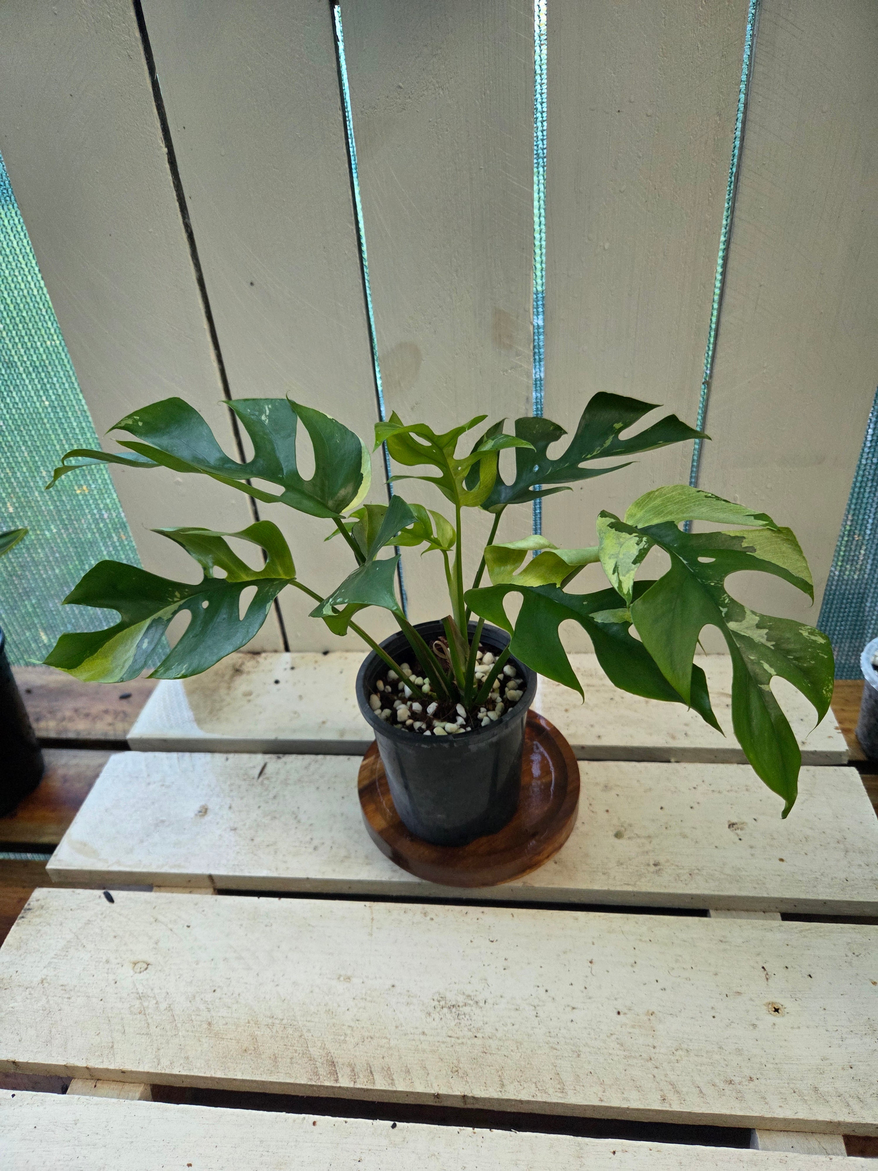 Rhaphidophora Tetrasperma Variegata aka Variegated mini Monstera rare indoor plant