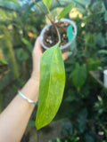 Anthurium Gracile Aurea Variegata RARE PLANT ALERT