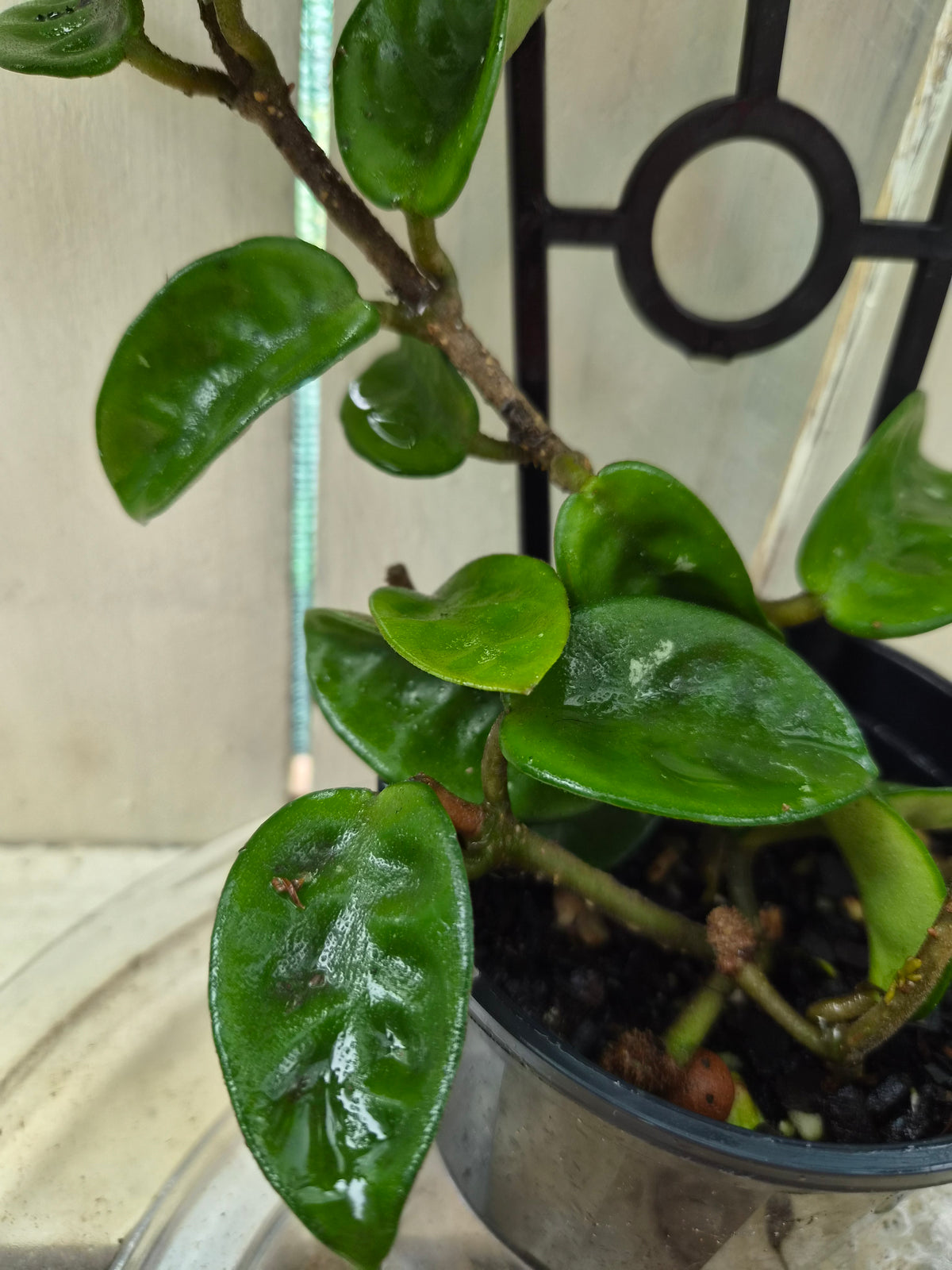 Hoya Compacta Krinkle | Green Thumb Plants