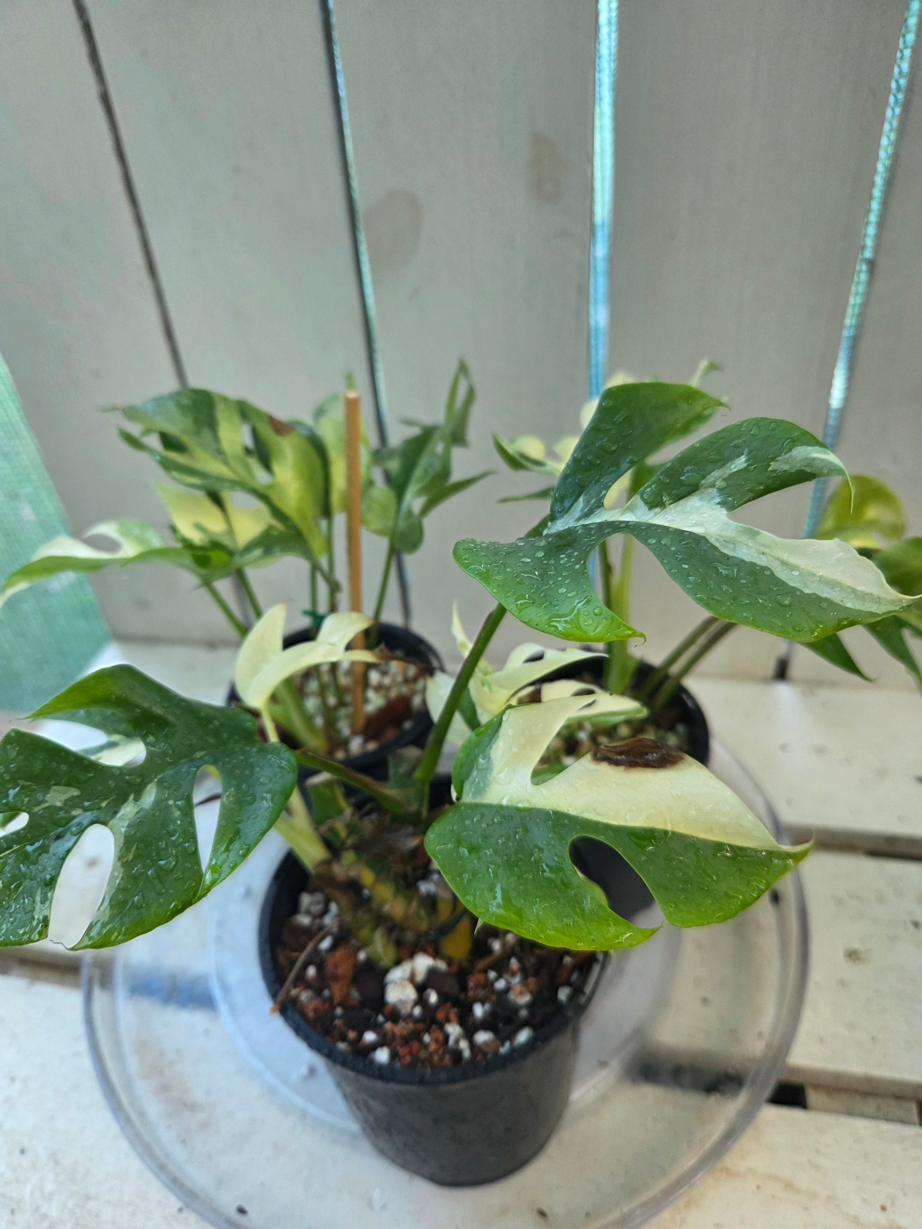 Rhaphidophora Tetrasperma Variegata aka Variegated Mini Monstera rare indoor plant