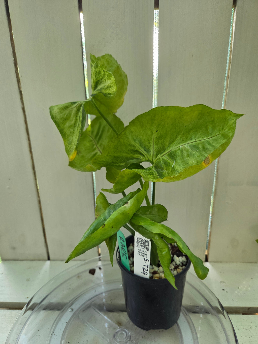 Syngonium T24