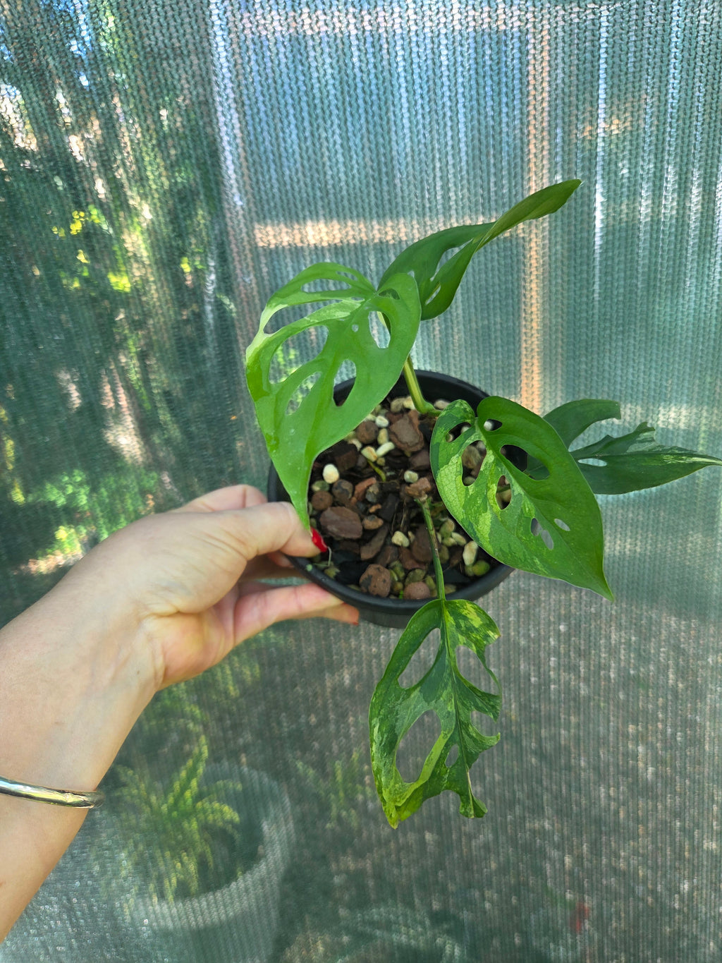 Monstera Adansonii Aurea