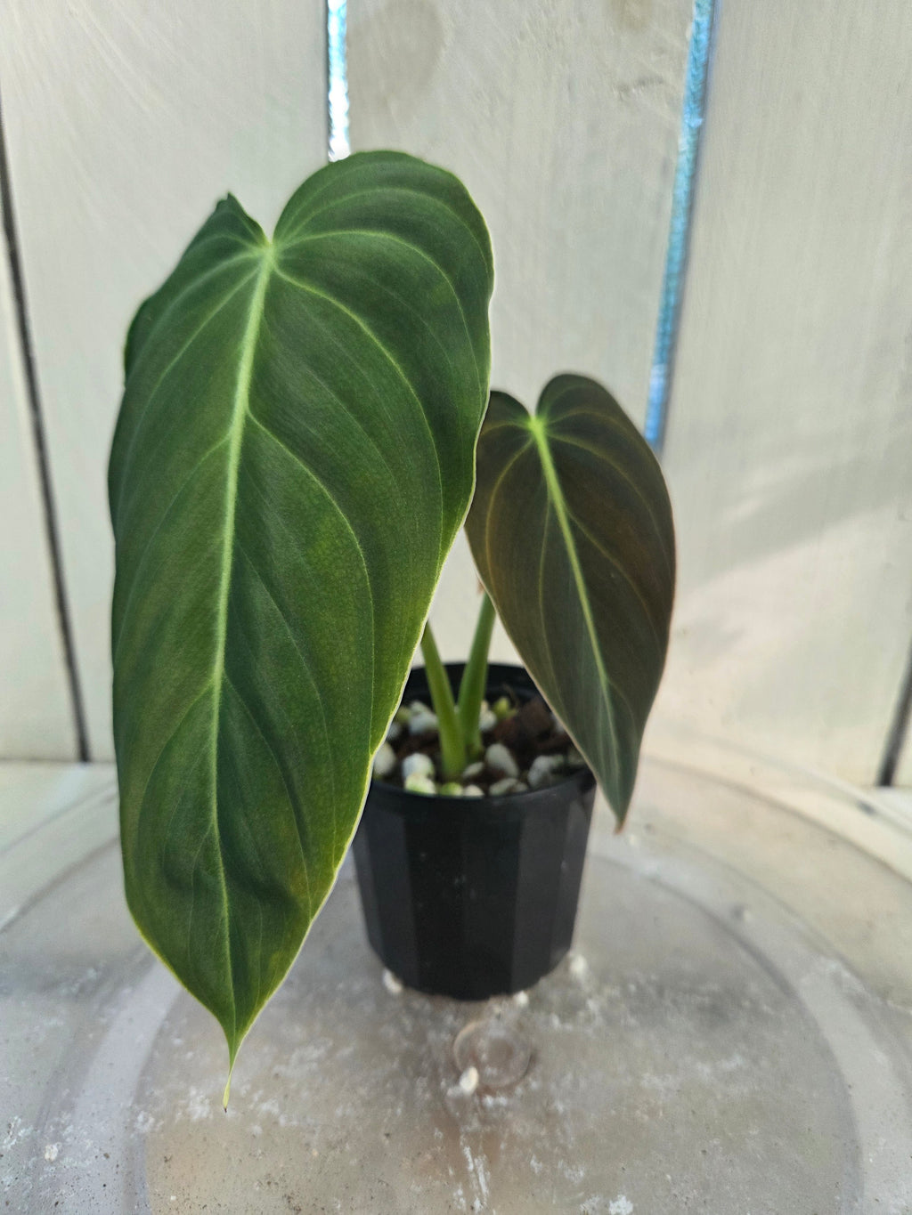 Philodendron Melanochrysum