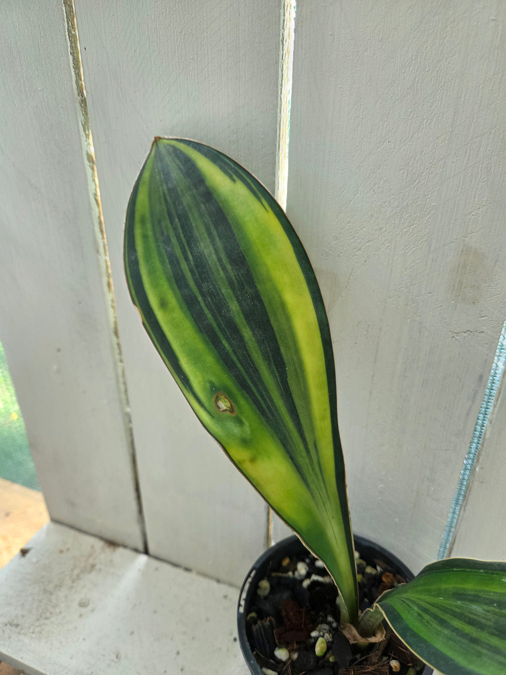Sansevieria Masoniana Yellow Variegated -  aka Whale Fin