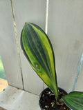 Sansevieria Masoniana Yellow Variegated -  aka Whale Fin