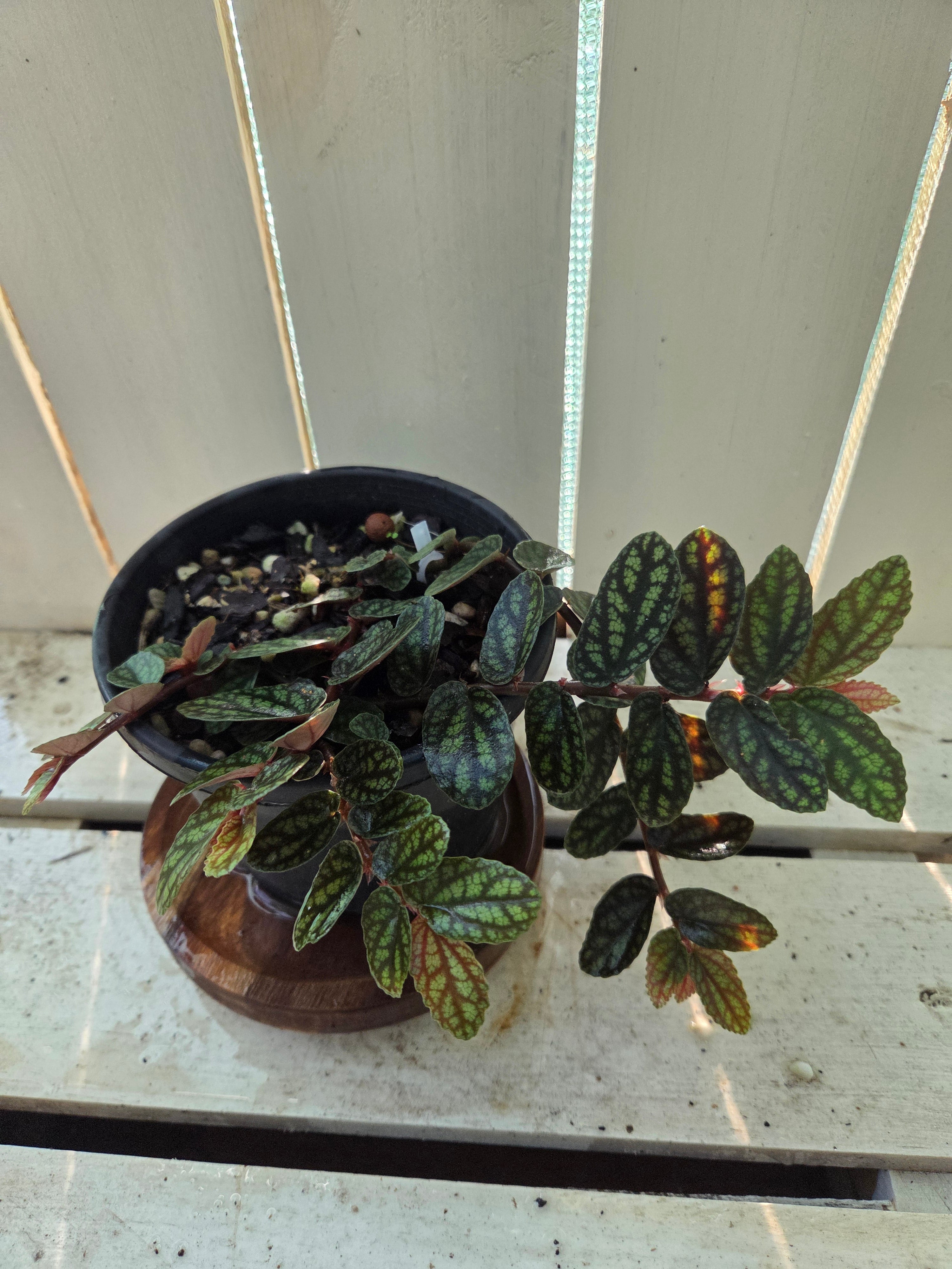 Watermelon Pellionia or Satin Pellionia terrarium plant