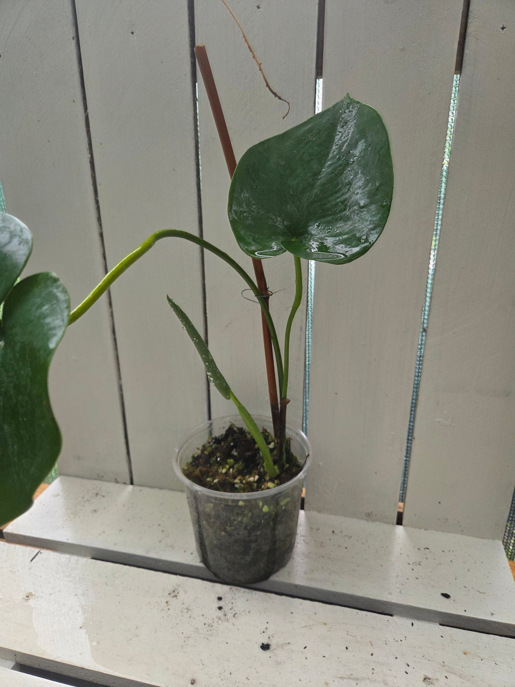 Amydrium Humile- Heart shaped creeping aroid