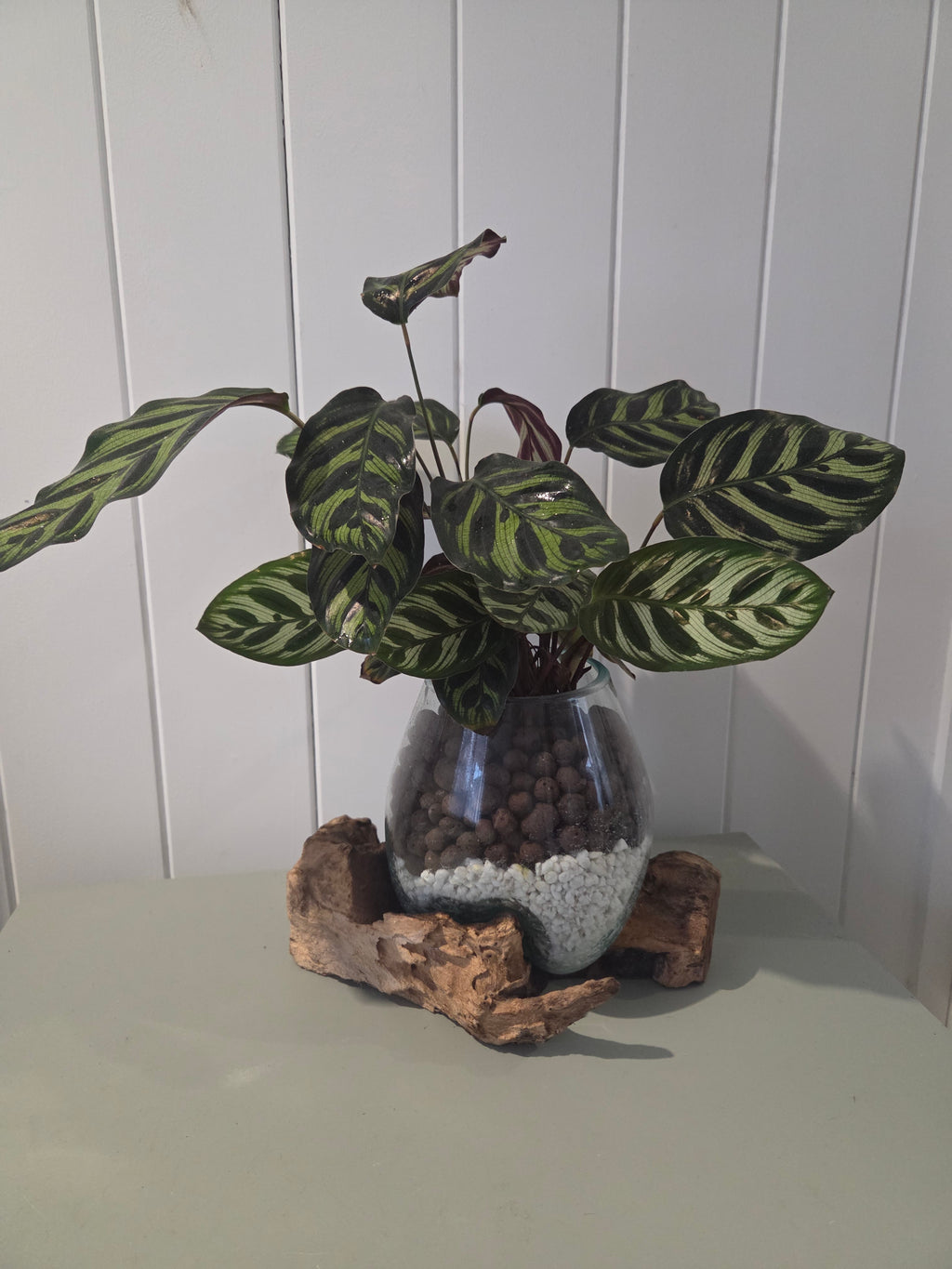 Slumped Glass Bowl on Tree Root Hydroponic Indoor Plant - Calathea