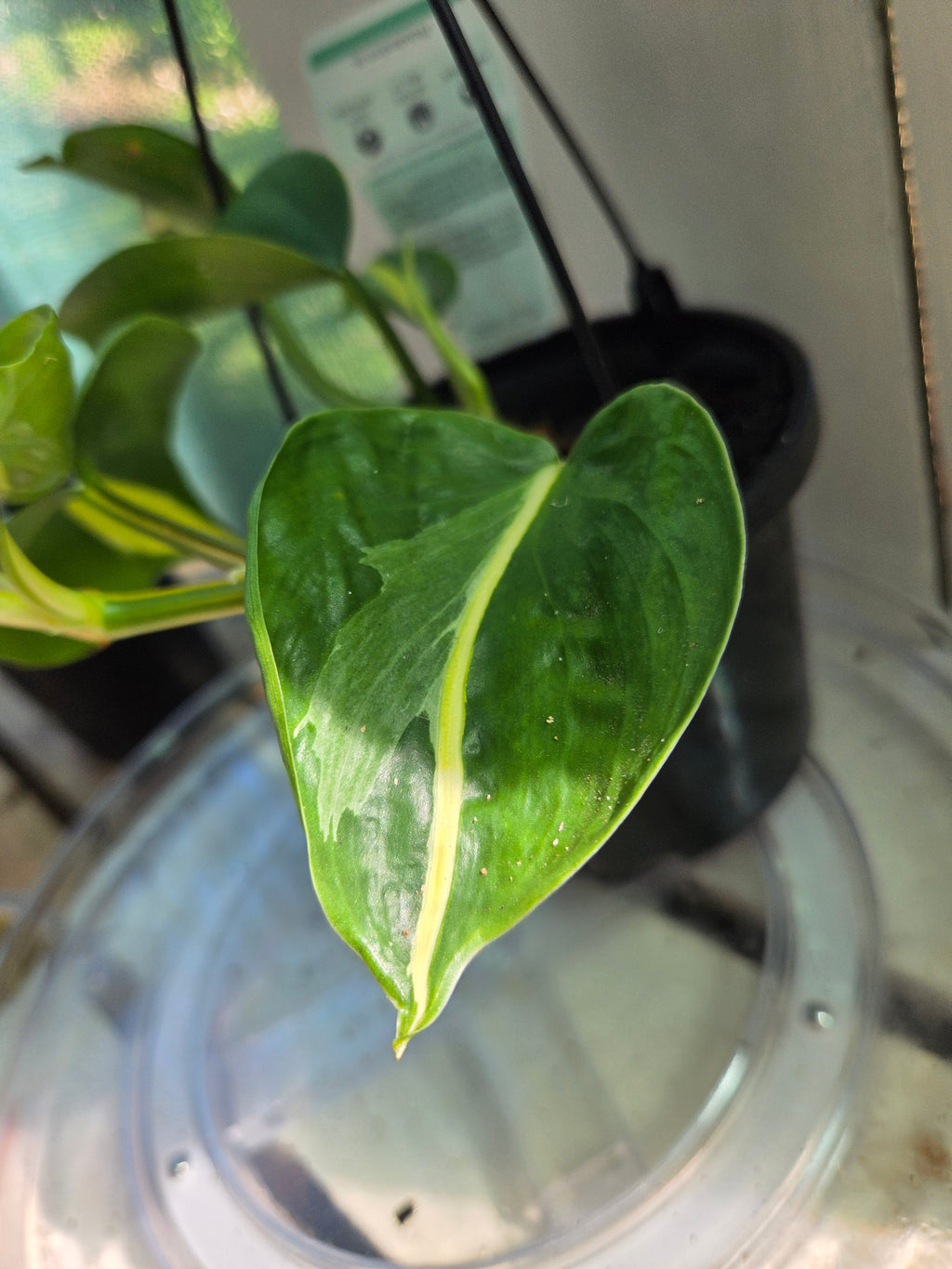 Philodendron Cream Splash