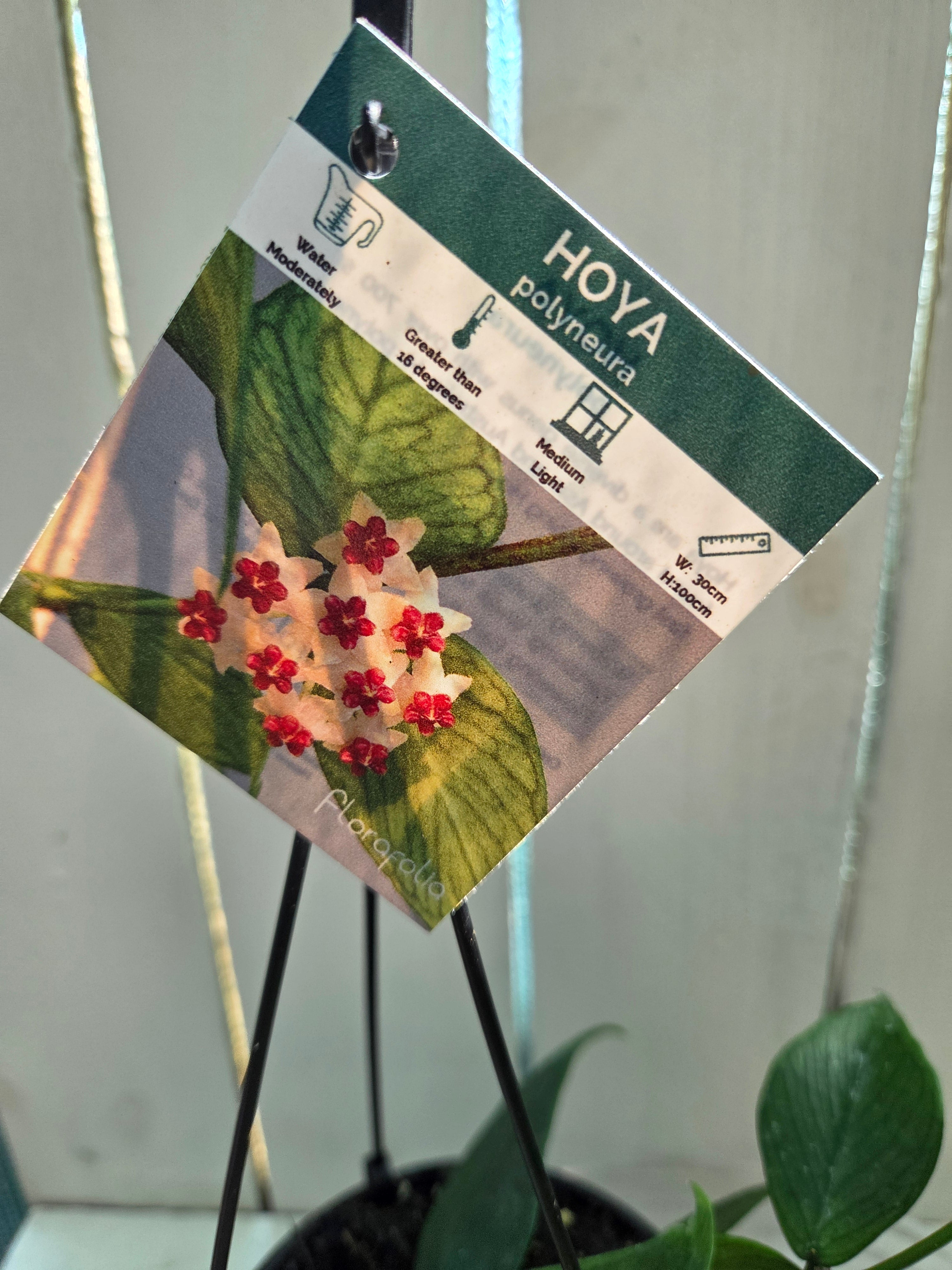 Hoya Polyneura Green fishtail hoya