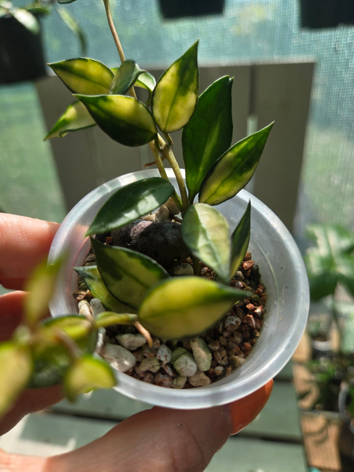 Hoya Lacunosa inner variegata Baby Botanics