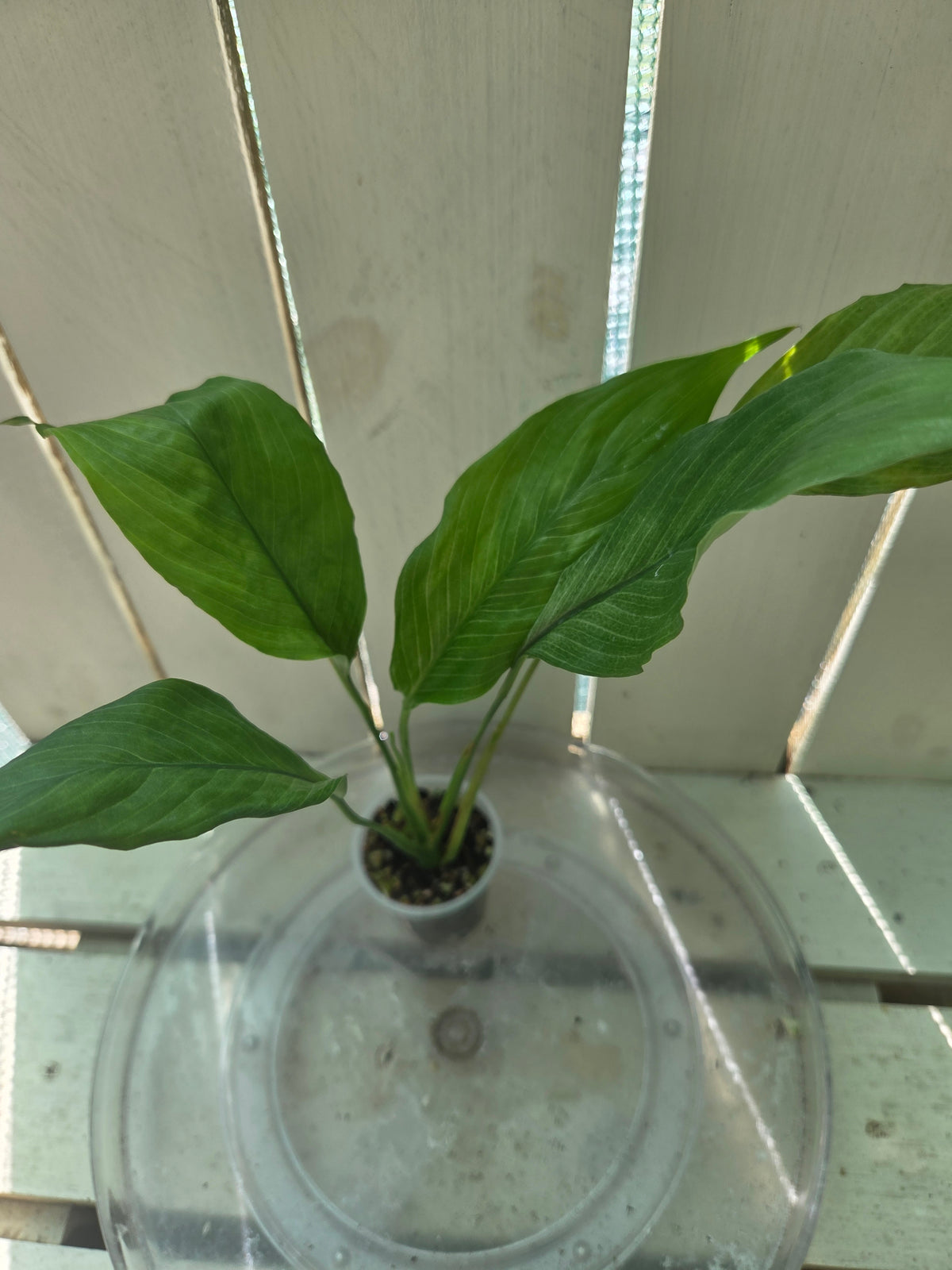 Spathiphyllum Platinum Mist Baby Botanics