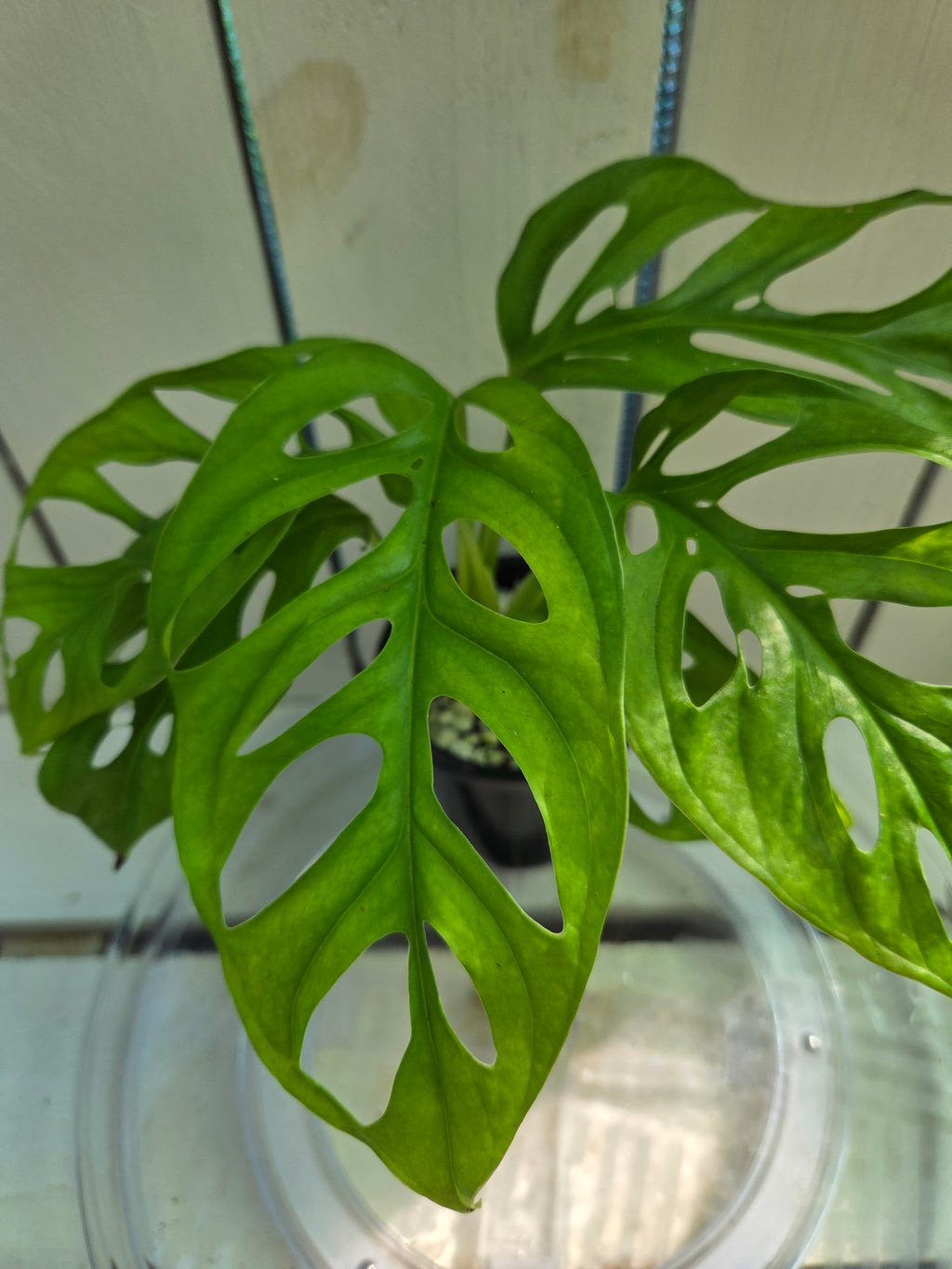 Monstera Adansonii Monkey Mask