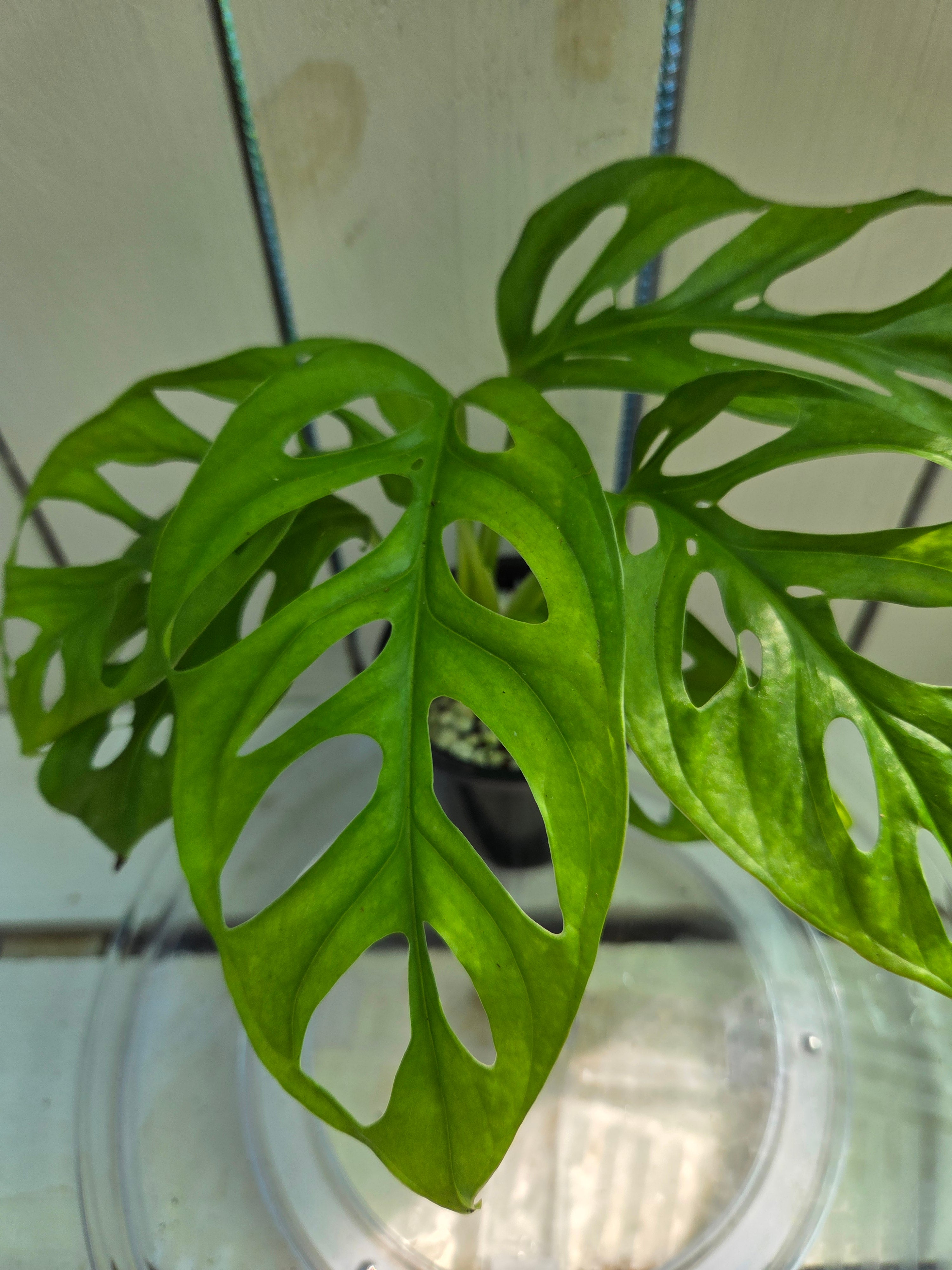 Monstera Adansonii Monkey Mask