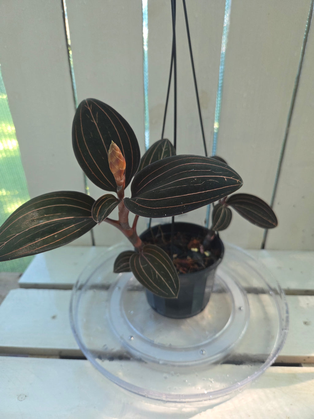 Ludisia discolor jewel orchid great for terrariums