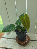 Anthurium Veitchii Narrow form small plants