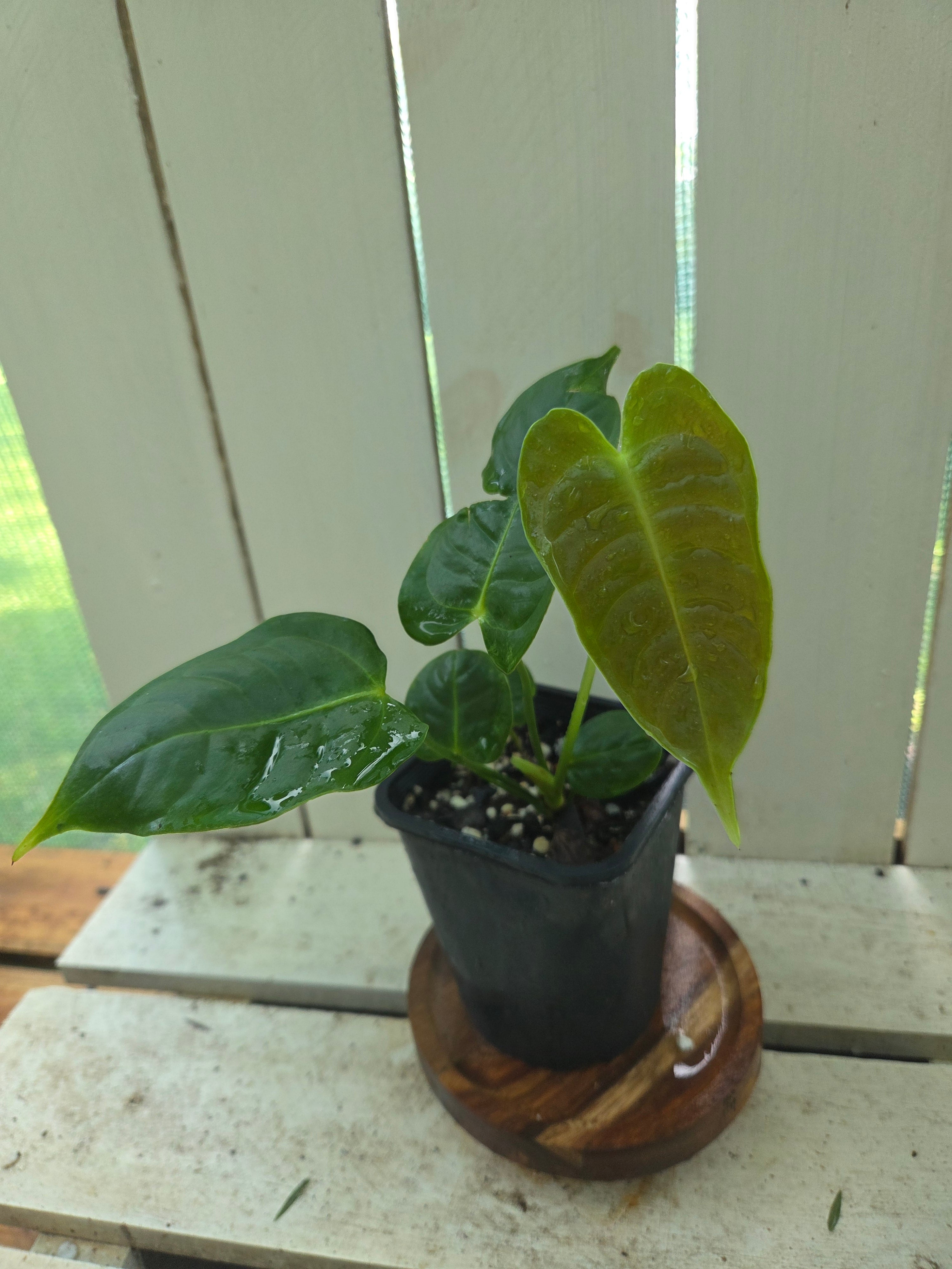 Anthurium Veitchii Narrow form small plants