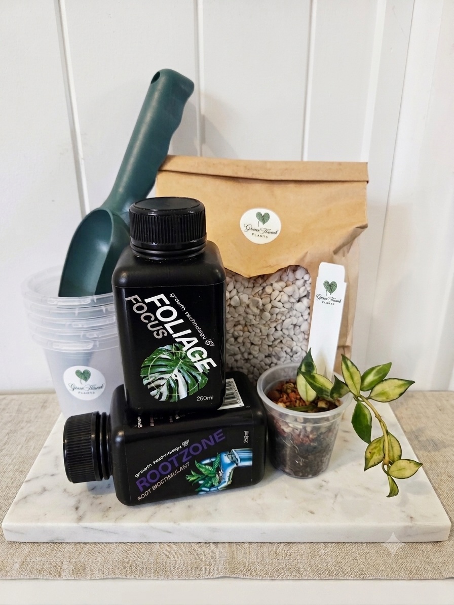The ULTIMATE Plant Parents Starter Kit - HOYA