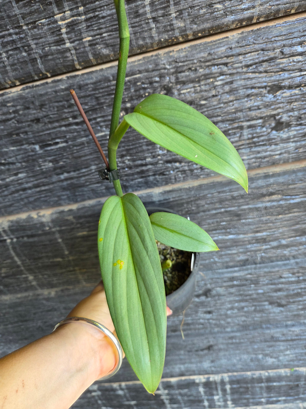 Epipremnum Amplissimum Blue