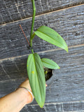 Epipremnum Amplissimum Blue