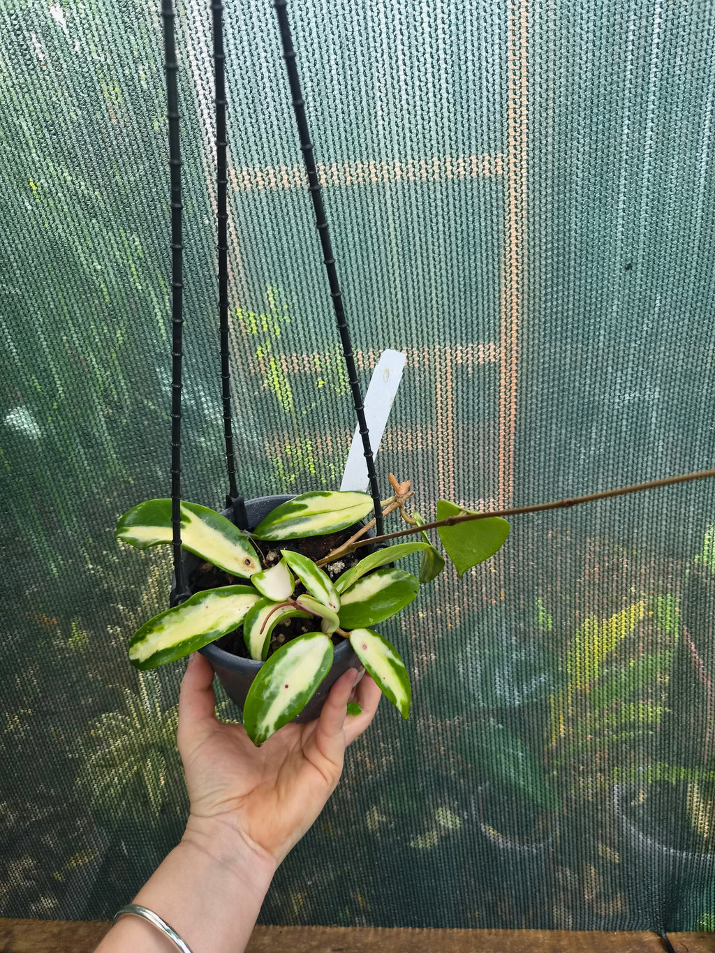 Hoya acuta variegata inner variegation