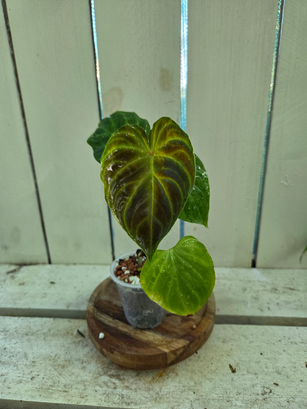 Philodendron Verracosum velvety leaf climbing aroid