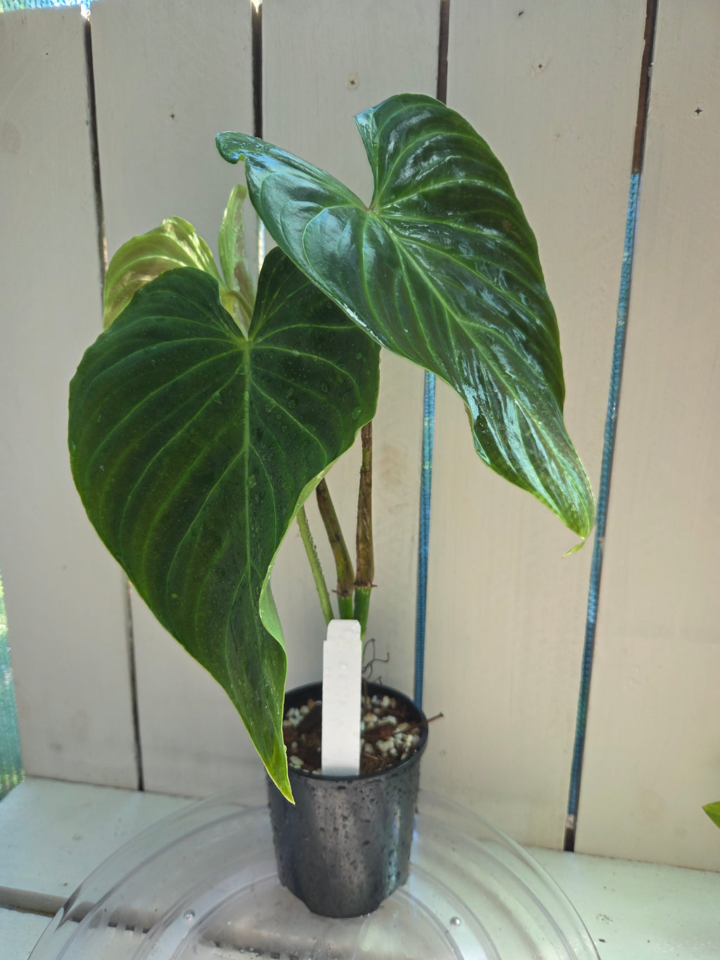 Philodendron Splendid
