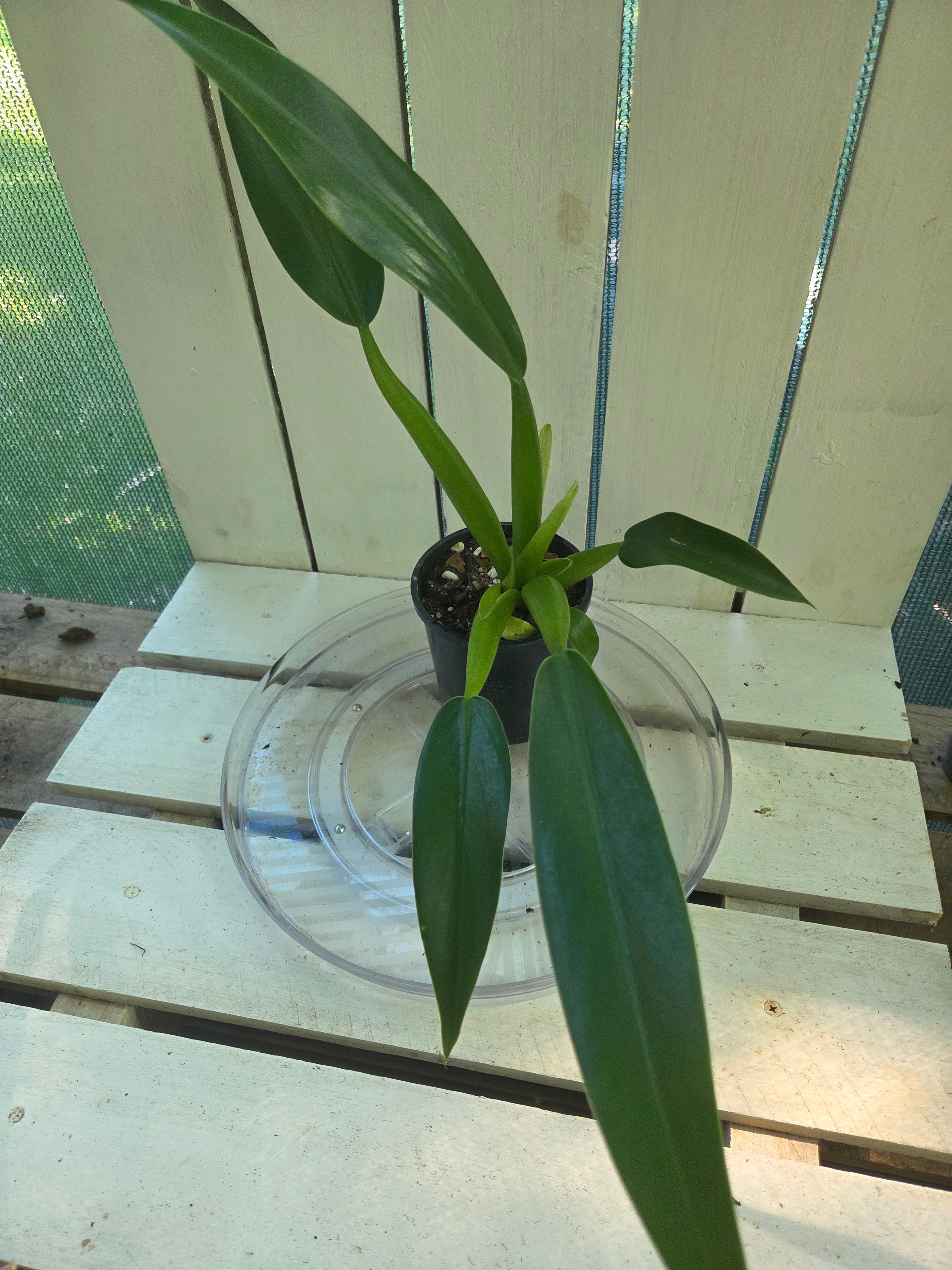 Philodendron Martianum 'fat boy'