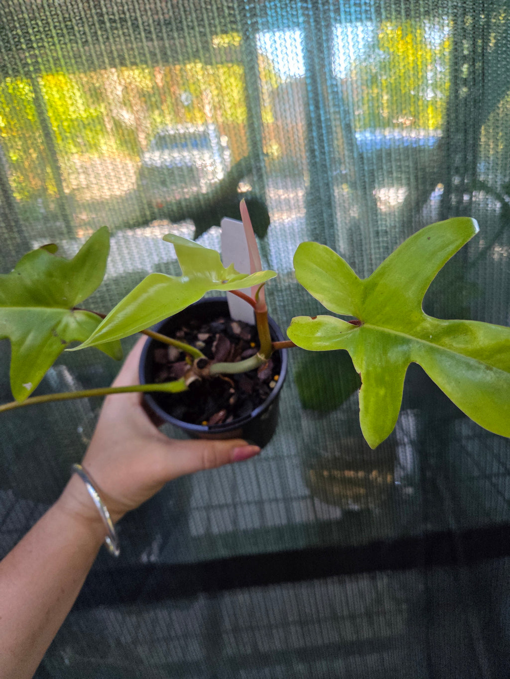 Philodendron Florida Ghost