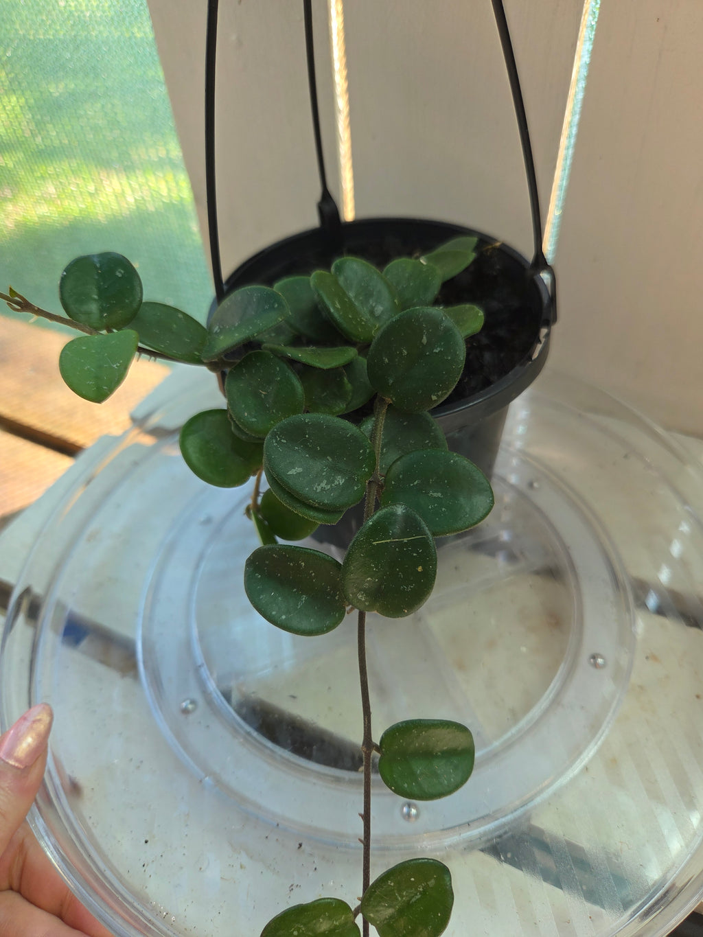 Hoya Mathilde 'Splash'
