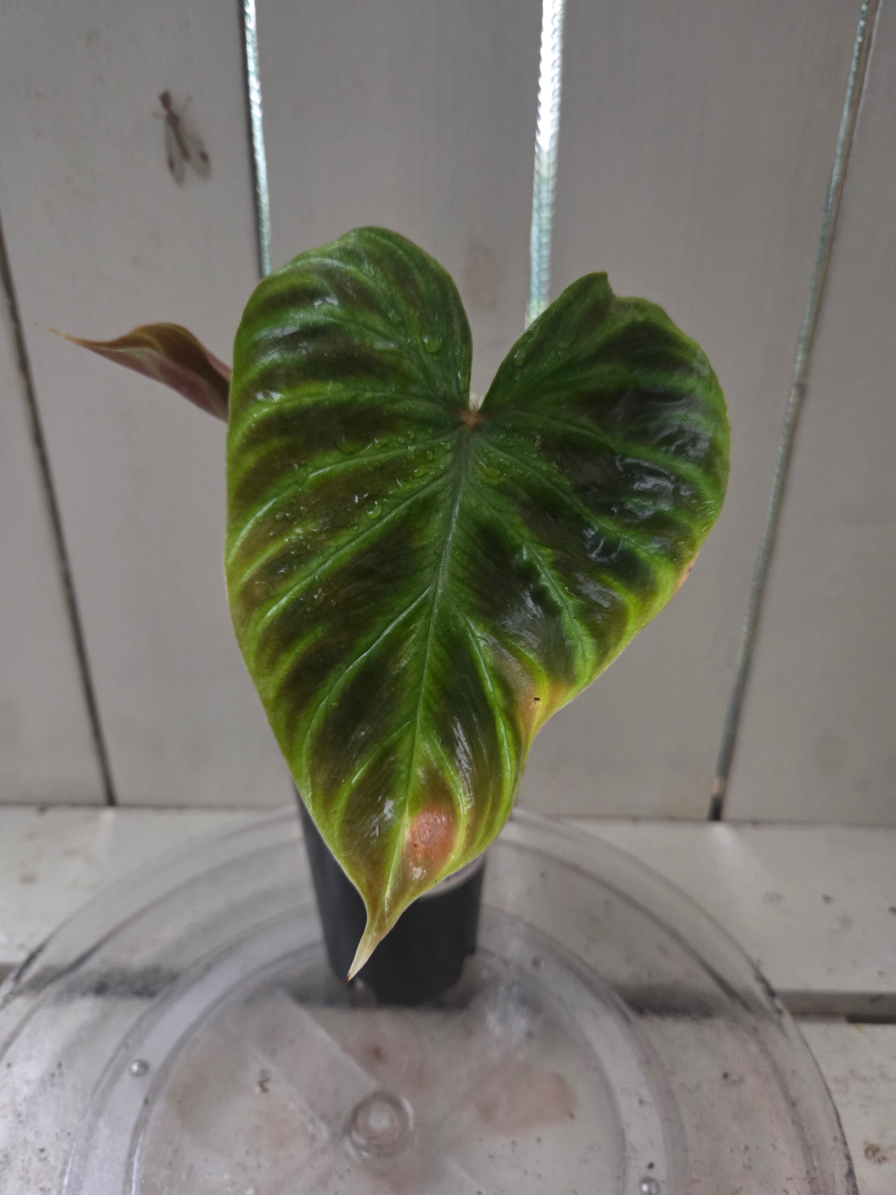 Philodendron Verracosum velvety leaf climbing aroid
