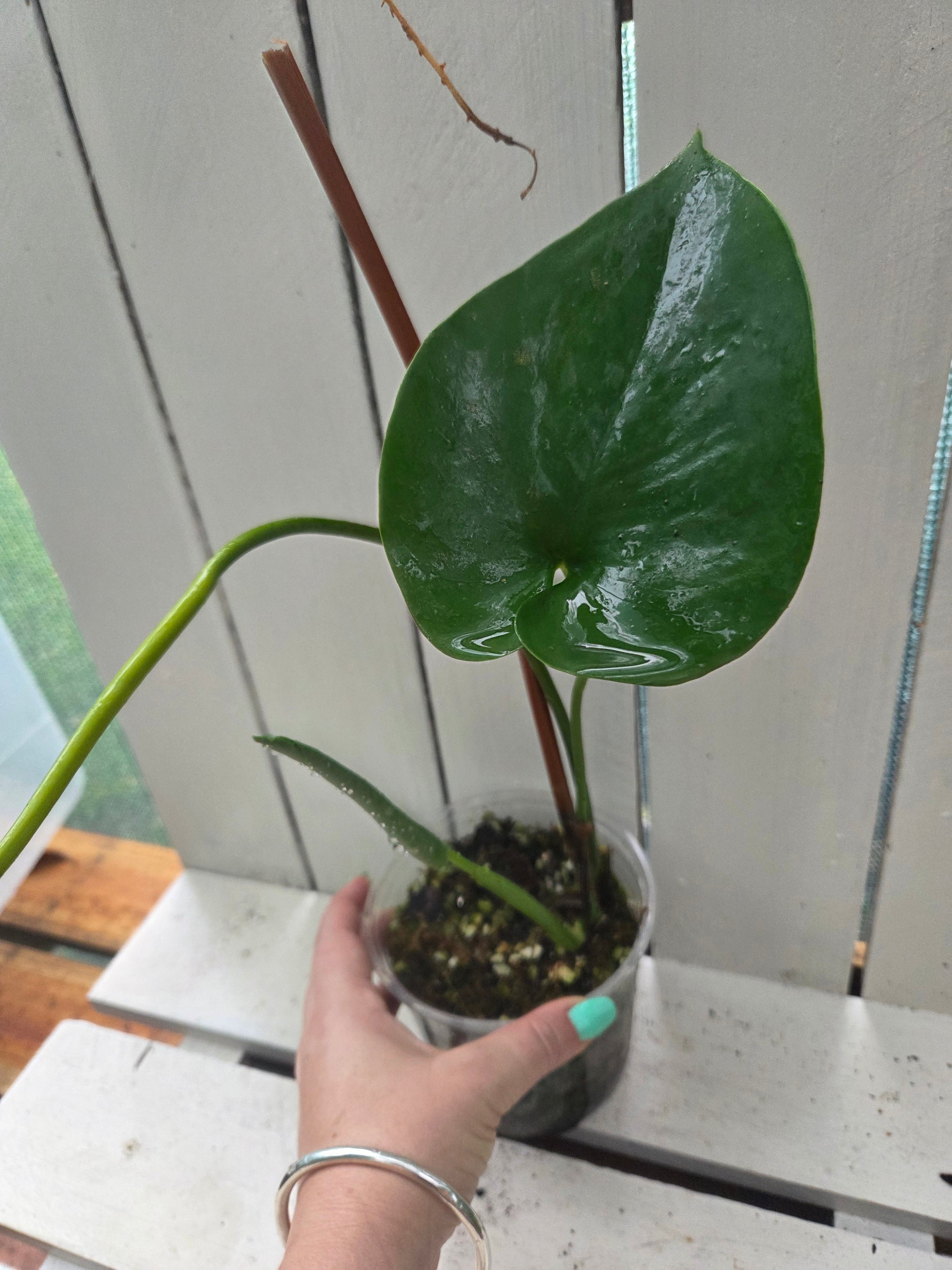 Amydrium Humile- Heart shaped creeping aroid