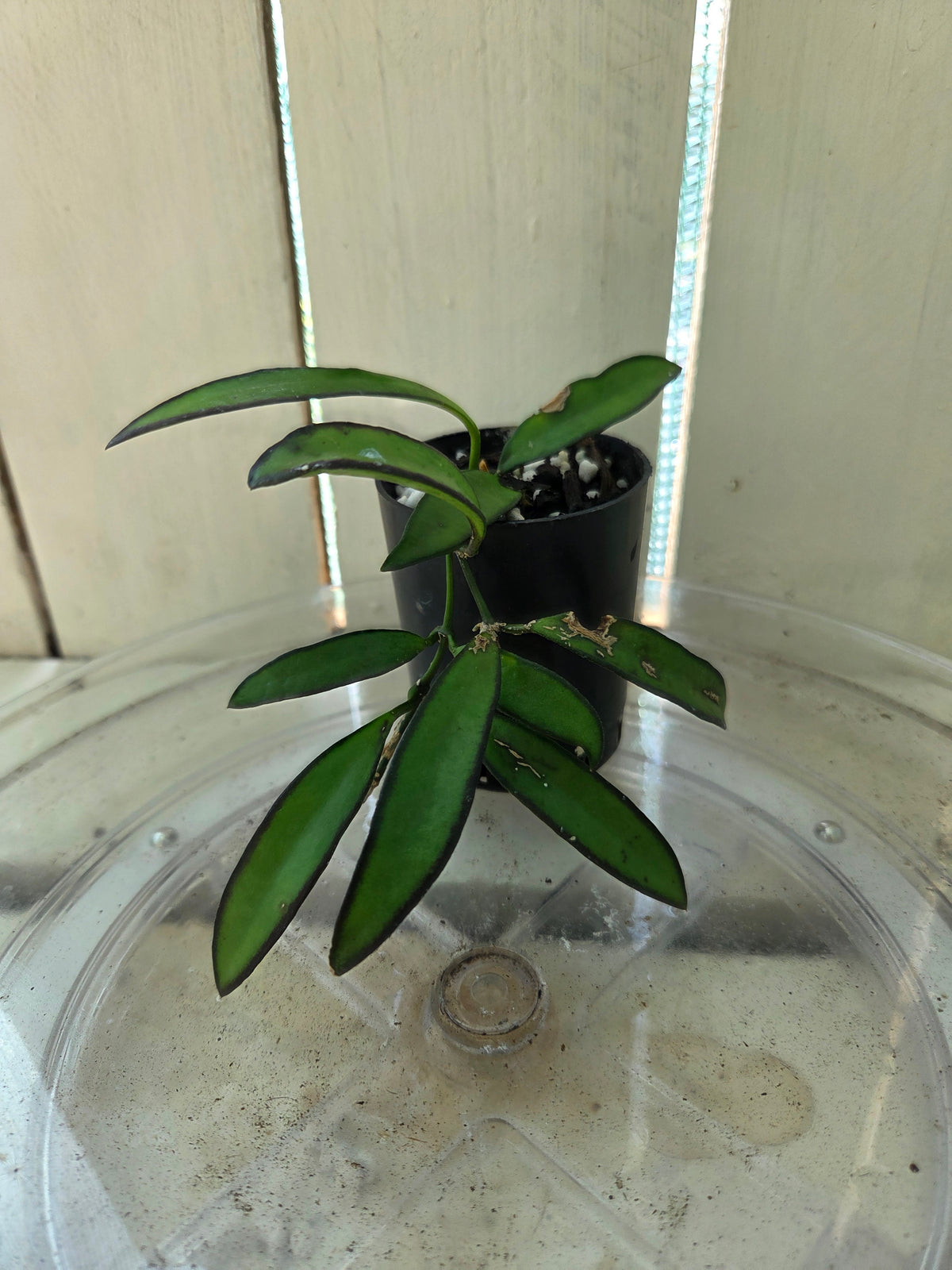Hoya Wayettii Dark Edge