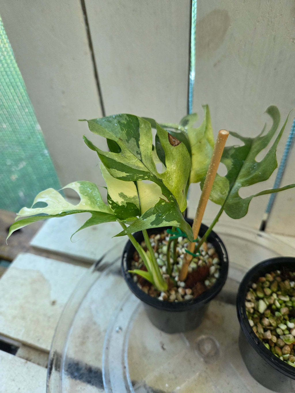 Rhaphidophora Tetrasperma Variegata aka Variegated Mini Monstera rare indoor plant