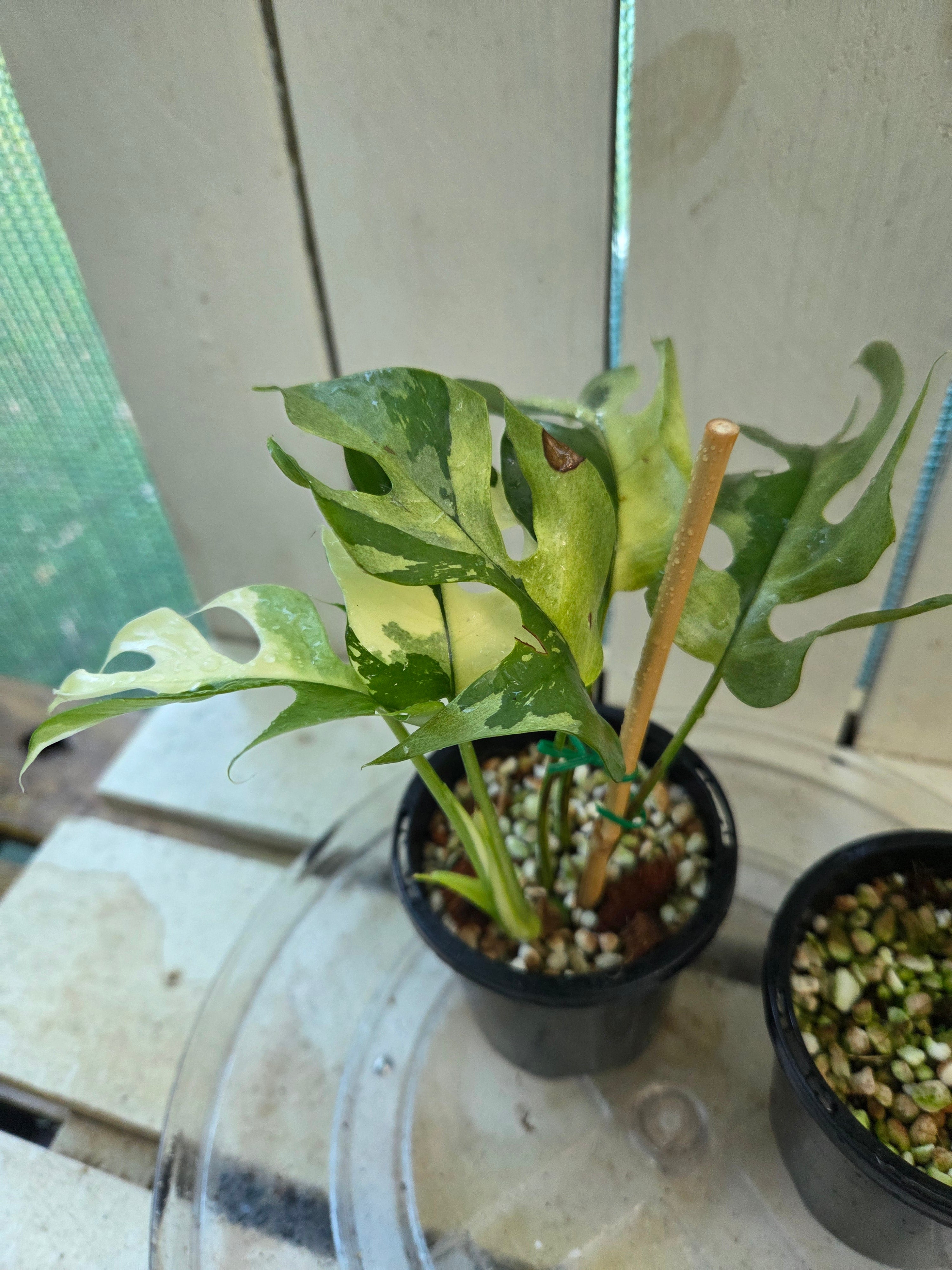 Rhaphidophora Tetrasperma Variegata aka Variegated Mini Monstera rare indoor plant